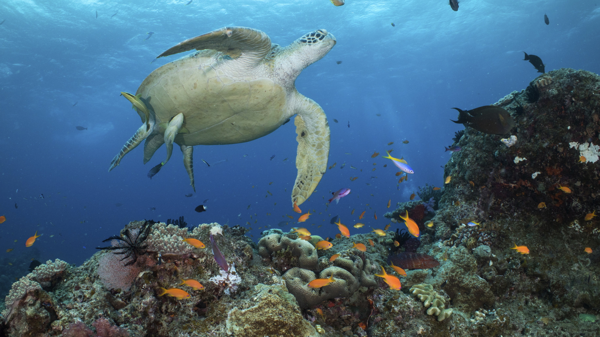 Eine Suppenschildkröte schwimmt in den Gewässern des Ribbon Reef Nr. 10 | AP