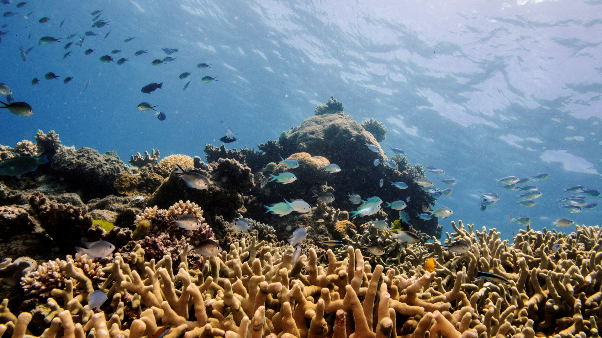 Fische schwimmen über Seinkorallen am australischen Great Barrier Reef. | REUTERS