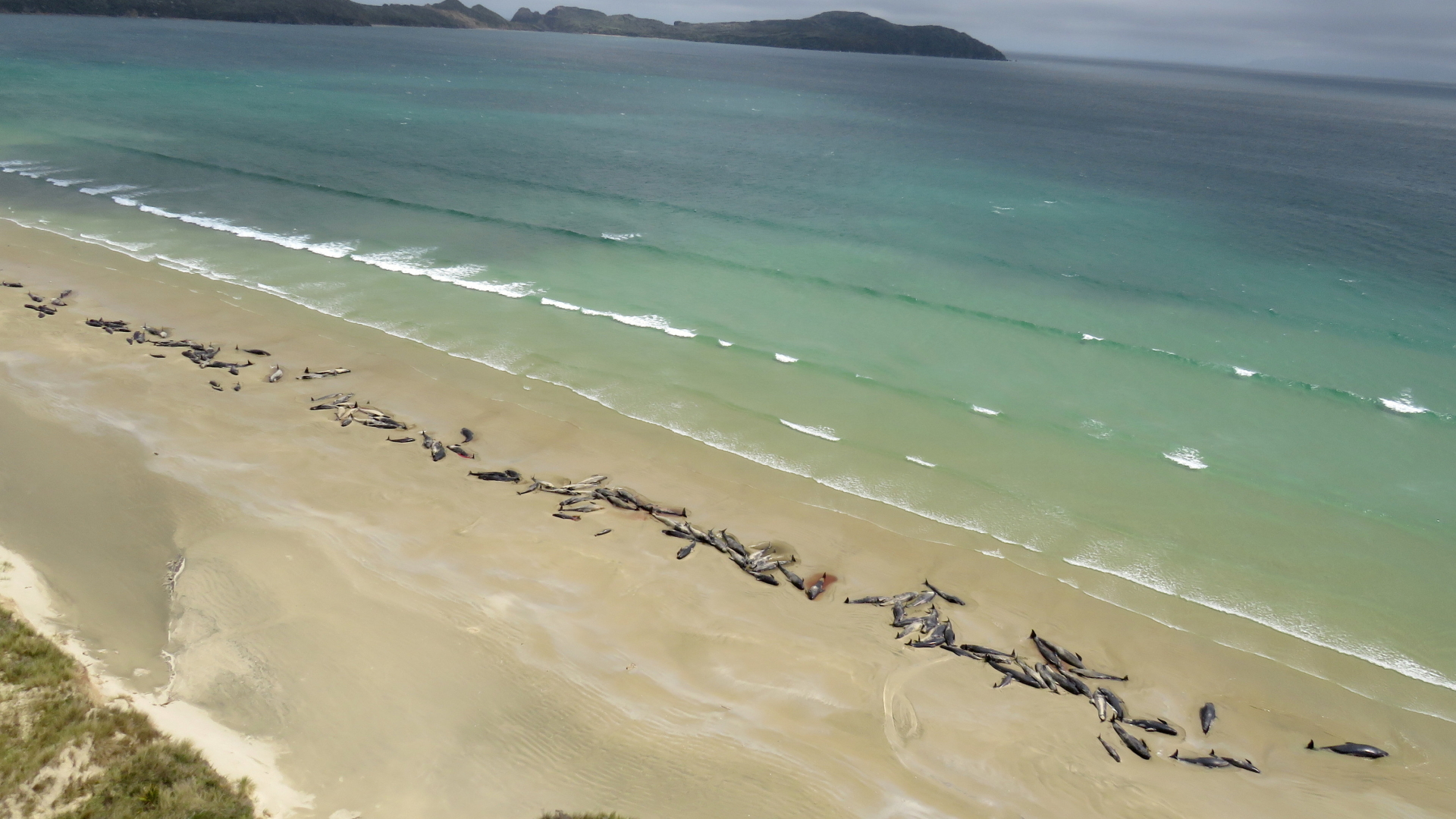 Gestandete Grindwale an einem neuseeländischen Strand | Bildquelle: REUTERS