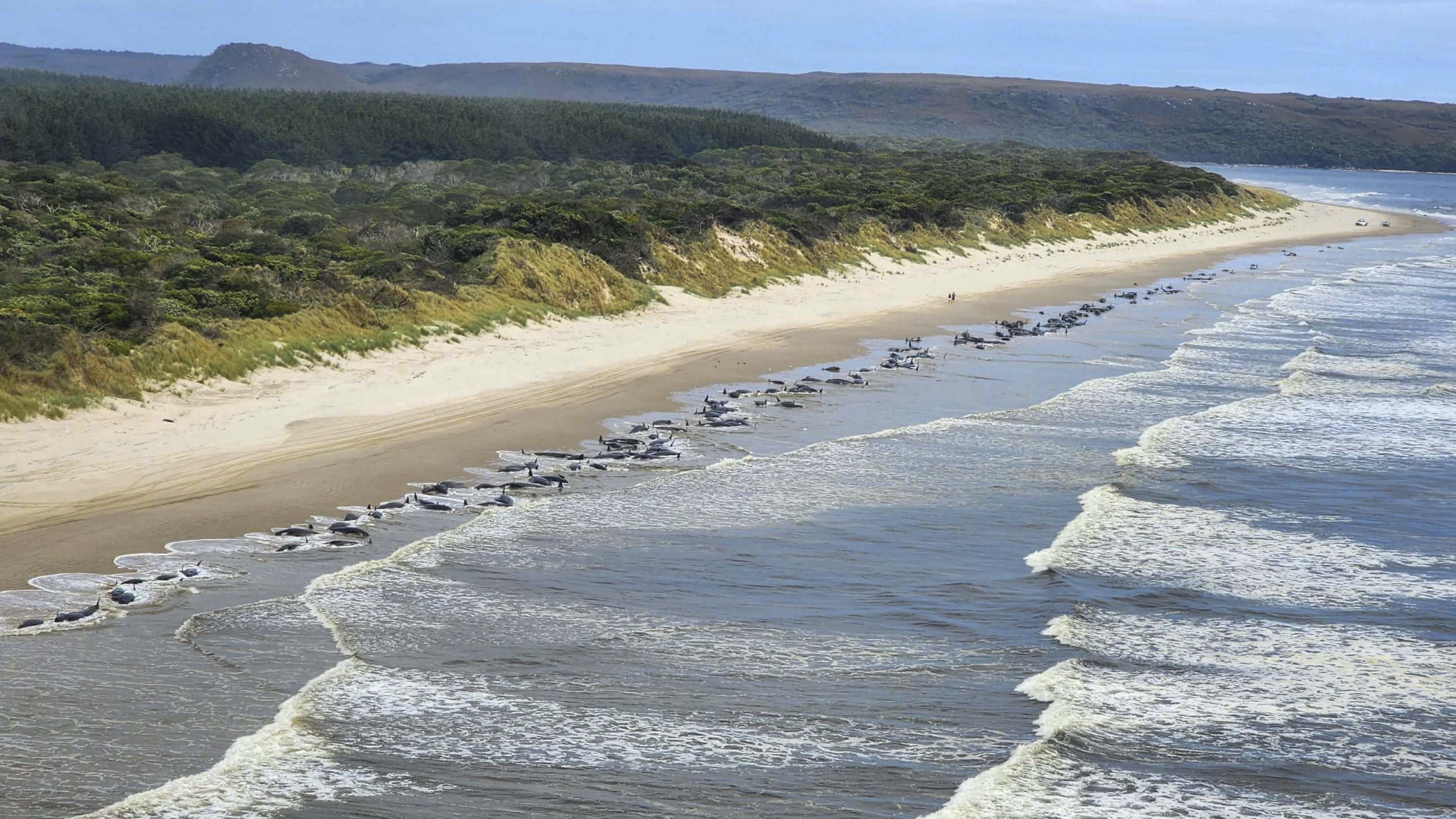 Gestrandete Wale in der Bucht von Macquarie auf Tasmanien | AP