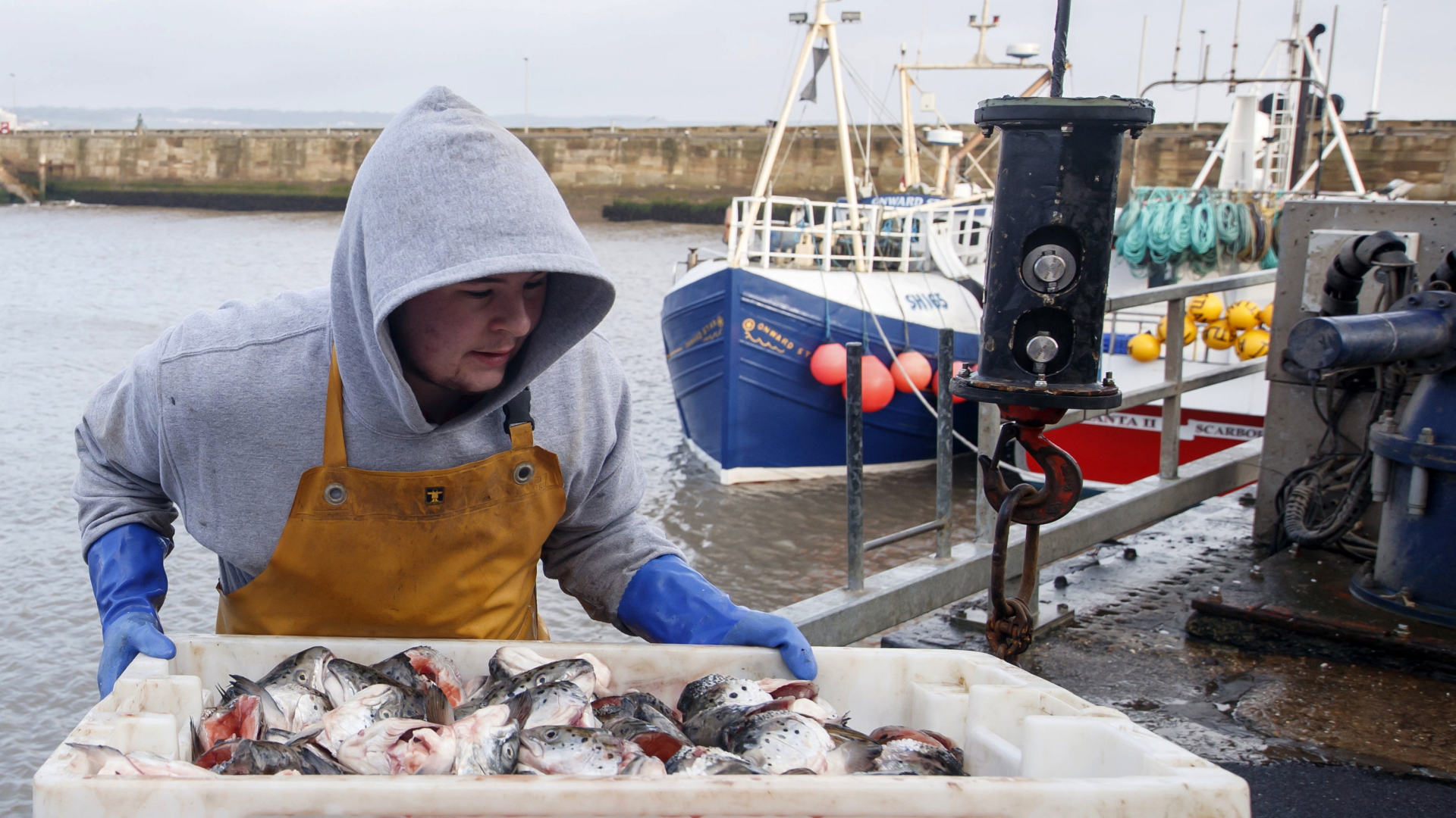Ein Arbeiter präsentiert eine Ladung Fischköpfe im Hafen Bridlington in England. | AP
