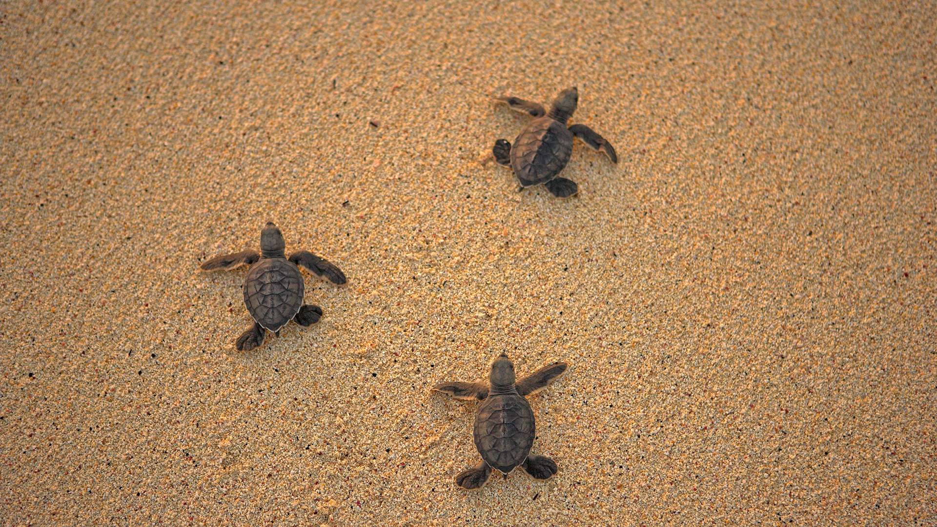 Grüne Meeresschildkröten | picture alliance / Photoshot