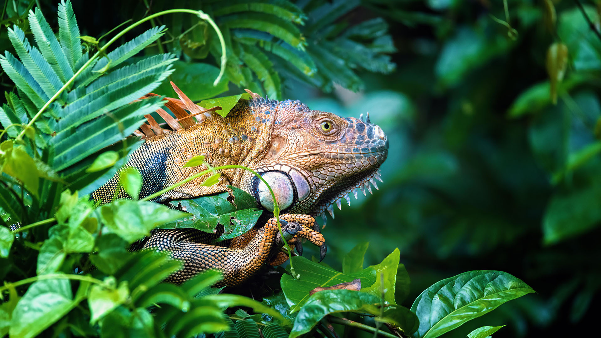 Grüner Leguan in einem tropischen Regenwald | picture alliance / Zoonar