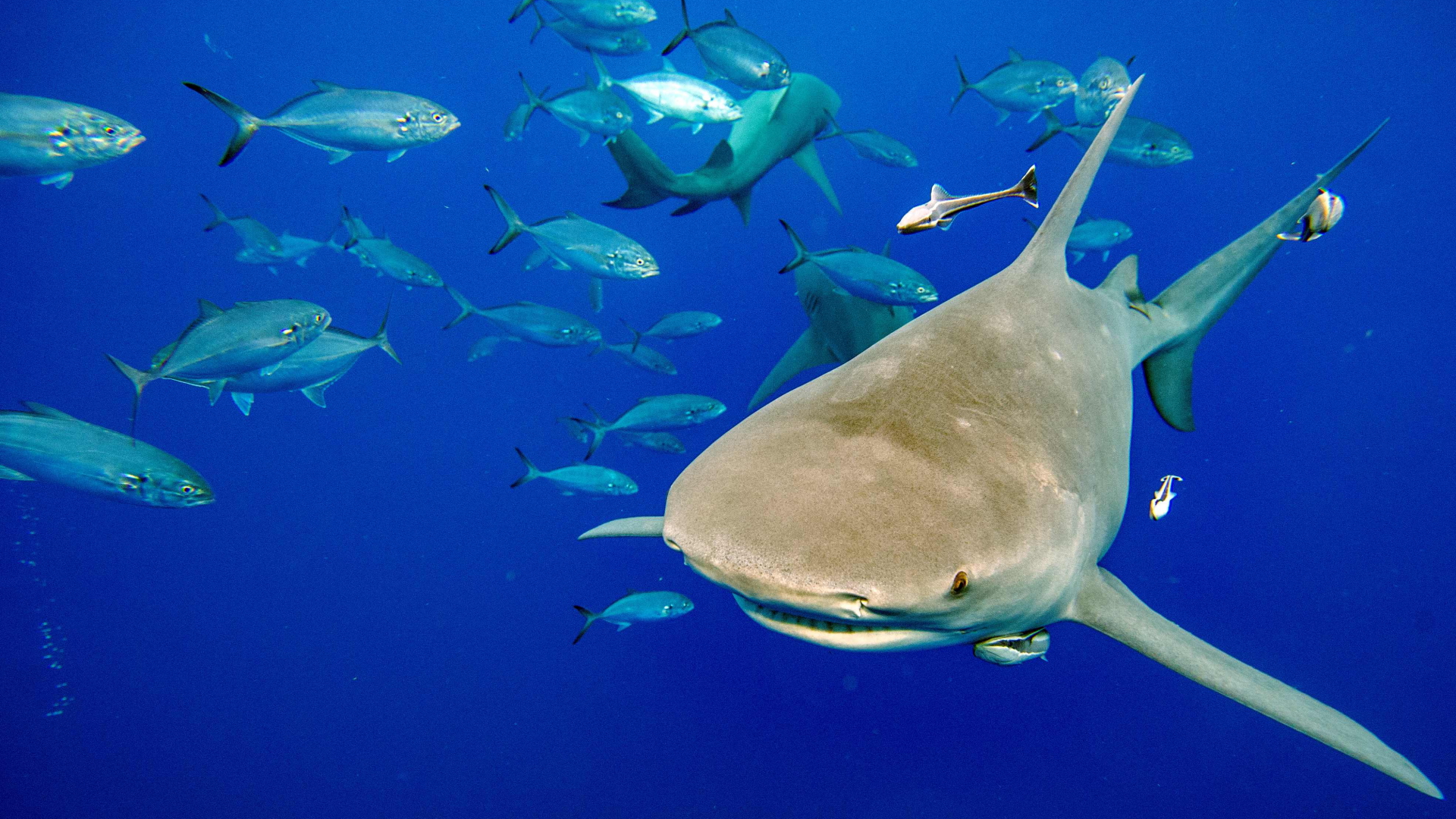世界種会議: 保護中のサメ 60 種