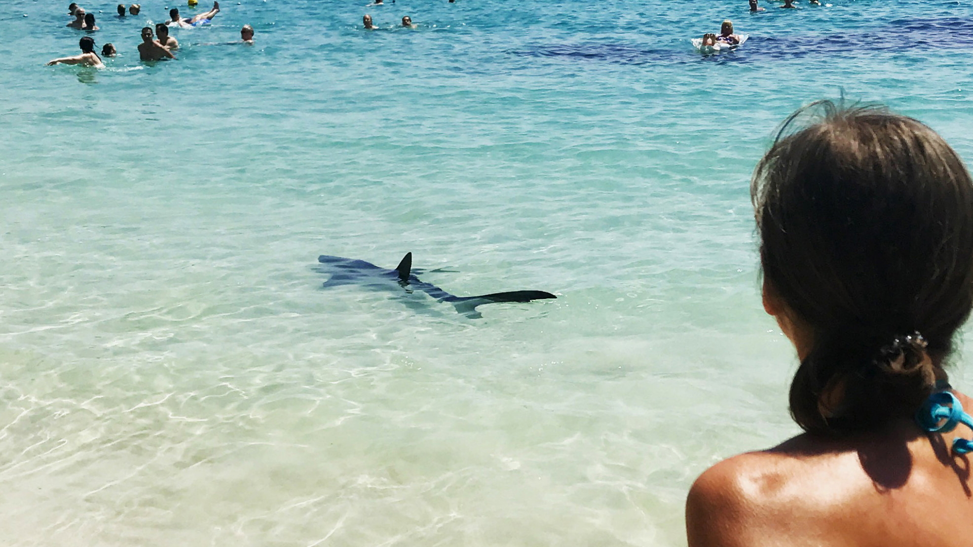 Ein Hai am Illetes-Strand (Mallorca) | dpa