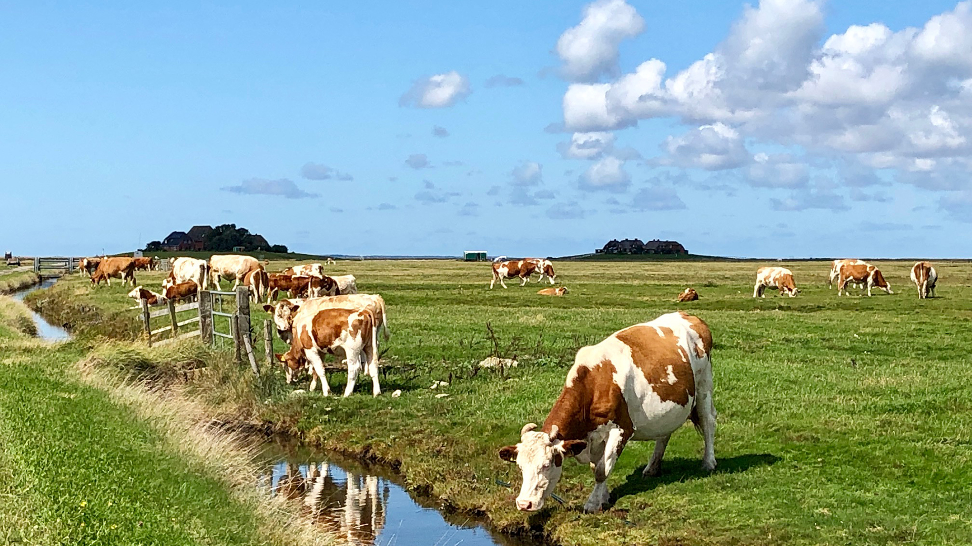 Kühe weiden auf den Salzwiesen der Hallig Hooge.  | Karin Bensch/WDR
