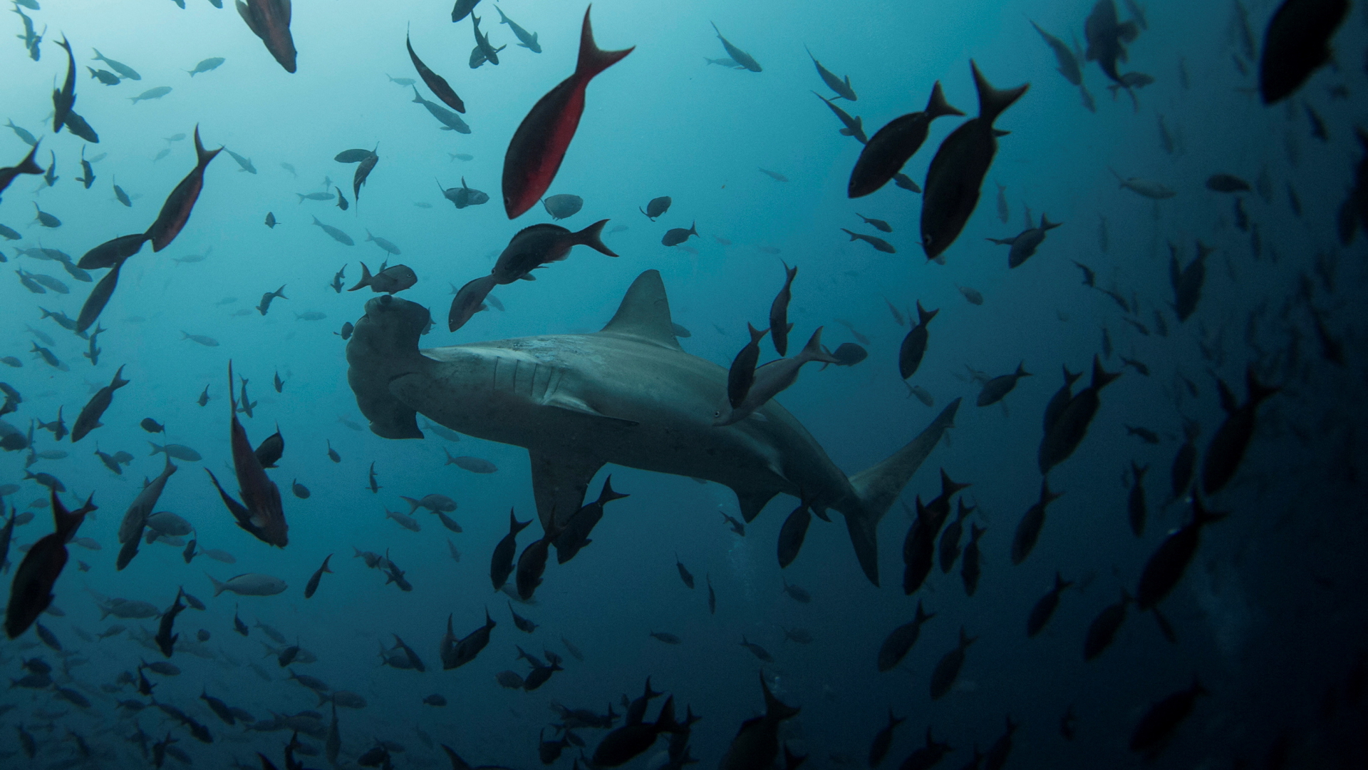 Ein Hammerhai schwimmt im Meer nahe der Galapagosinseln bei Ecuador. | REUTERS