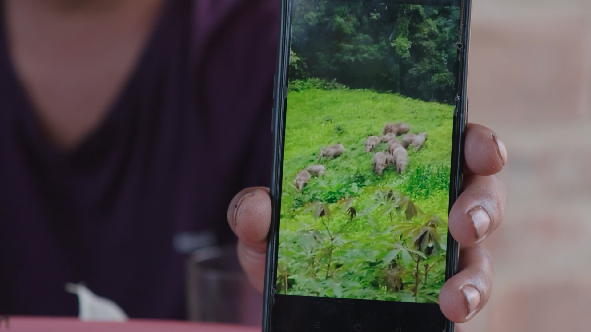 Ein Dorfbewohner in der Präfektur Xishuangbanna zeigt ein Video mit Elefanten, die ein  Feld plündern.  | Daniel Satra