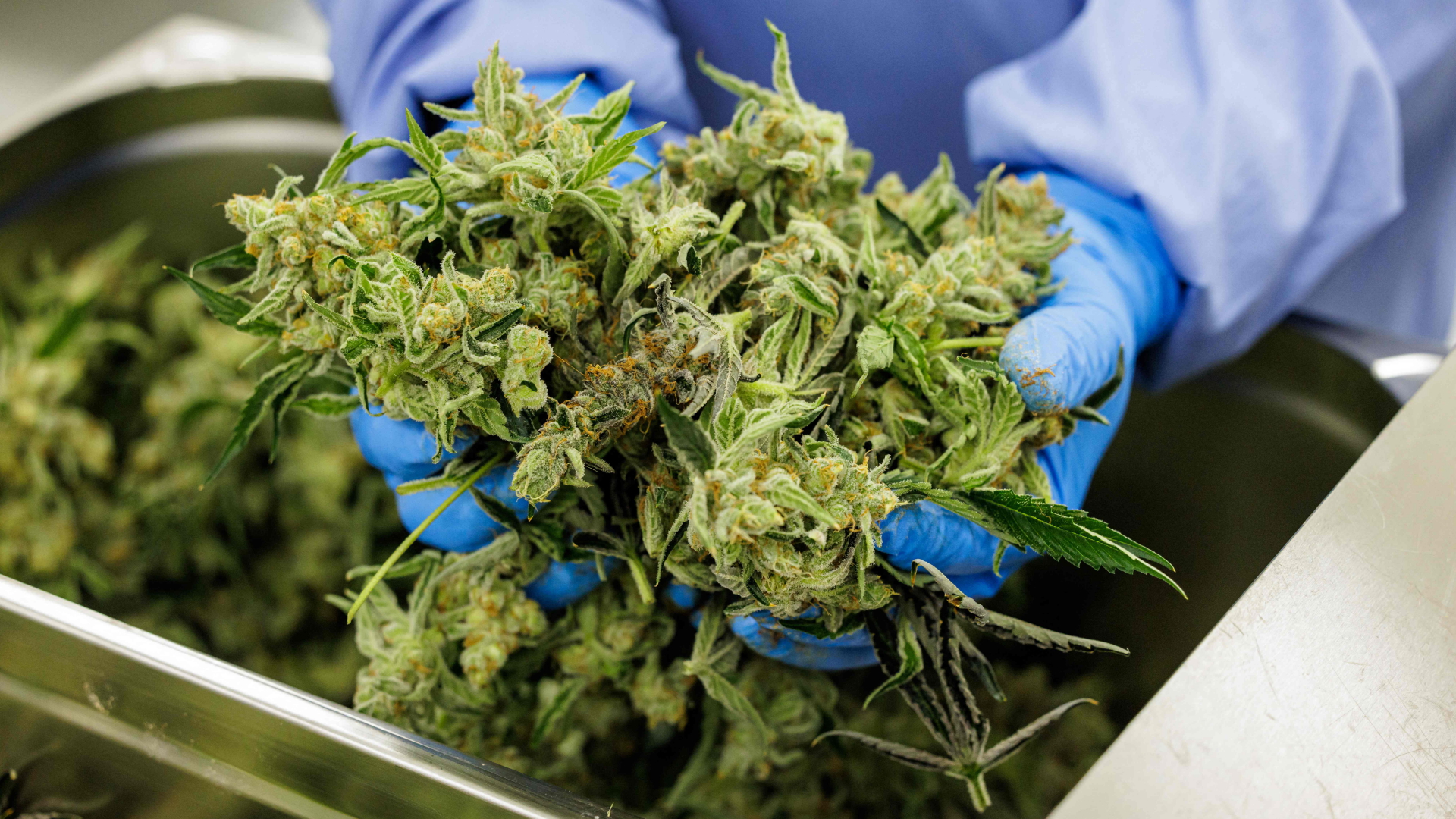 Mittelstand bereitet sich auf Cannabis-Geschäft vor