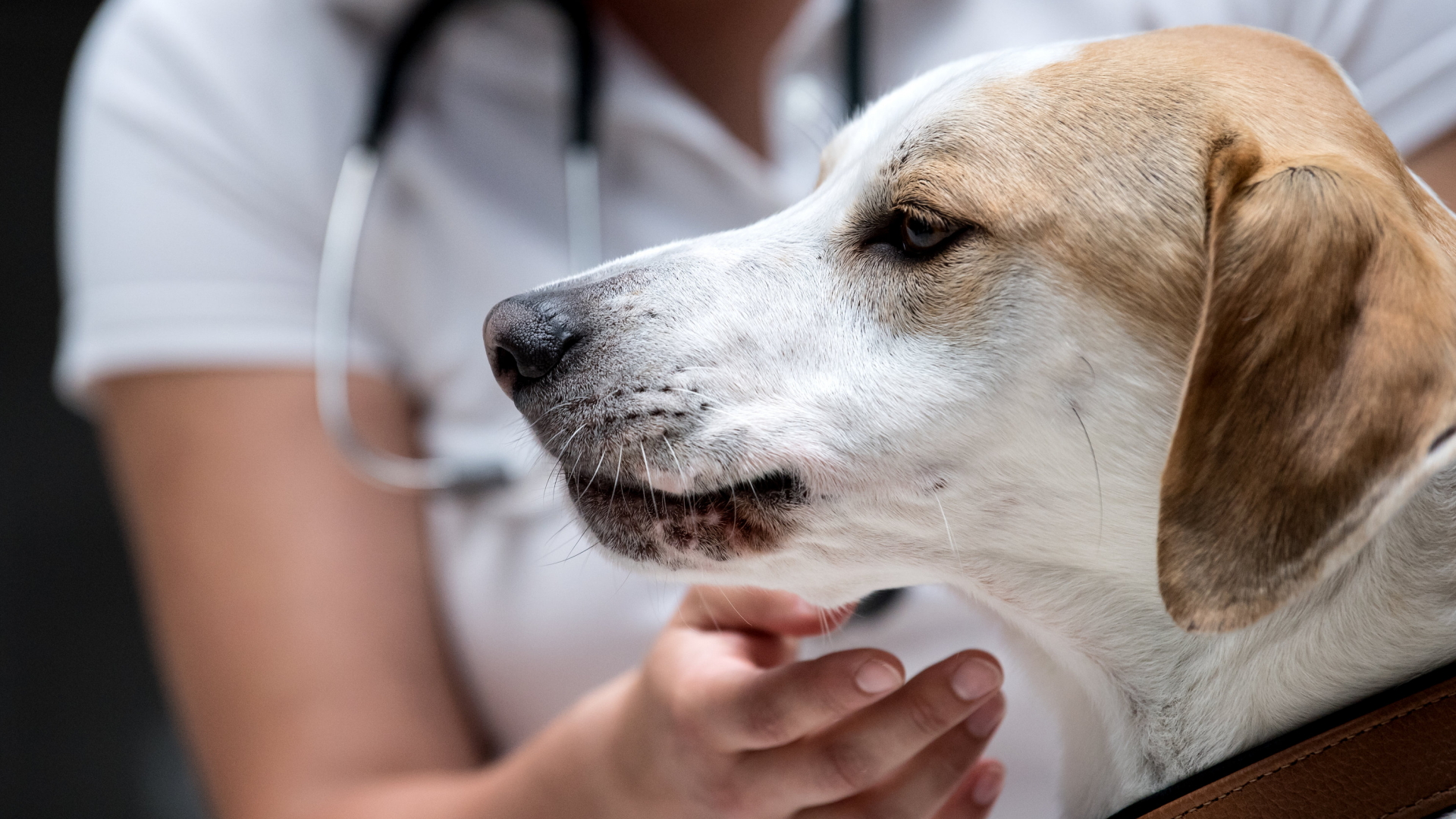 Eine Tierärztin kontrolliert bei einem Hund das Zahnfleisch und die Lefzen. | dpa