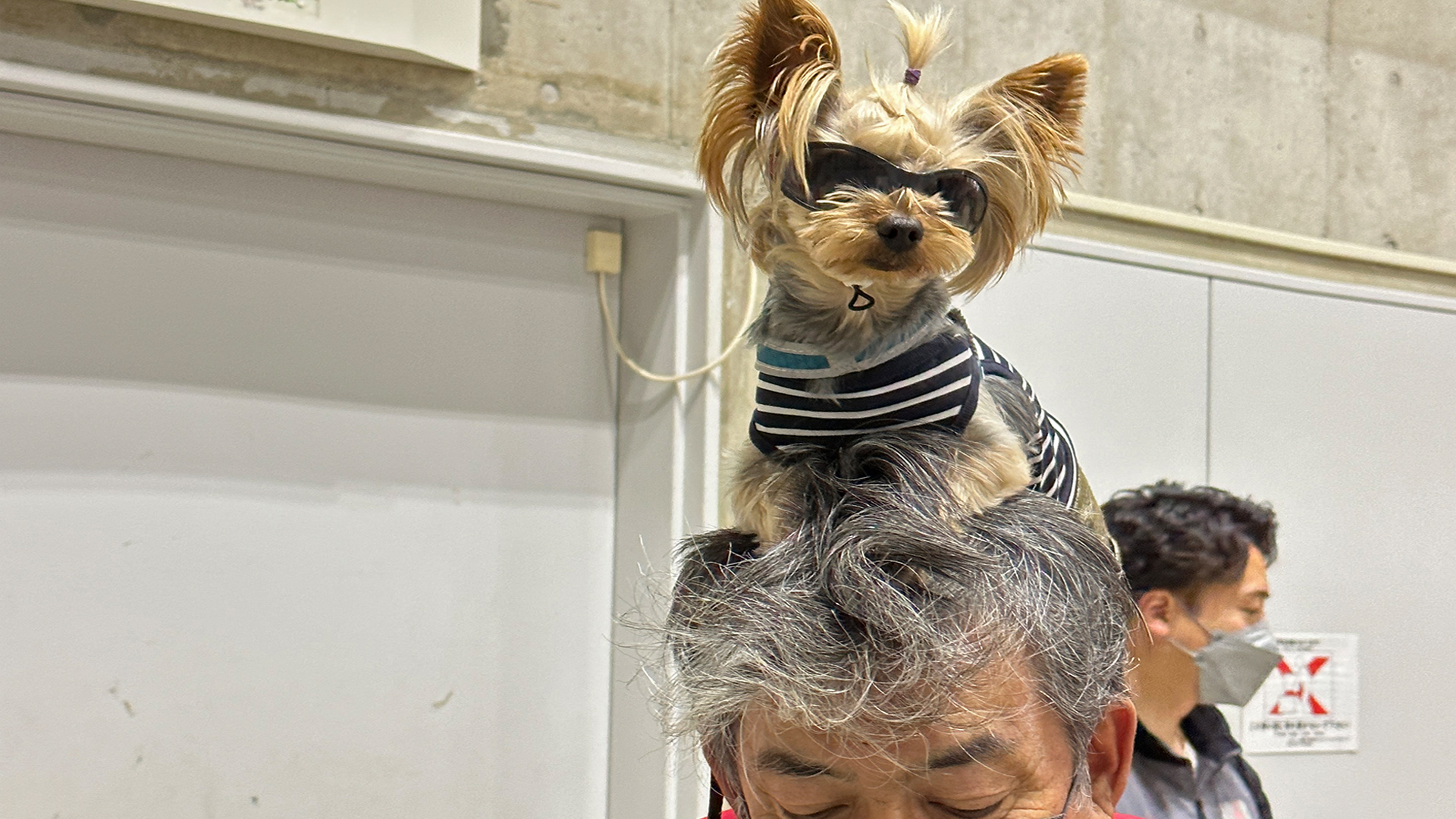 Ein Mann trägt seinen Hund auf dem Kopf. | Kathrin Erdmann, ARD Tokio