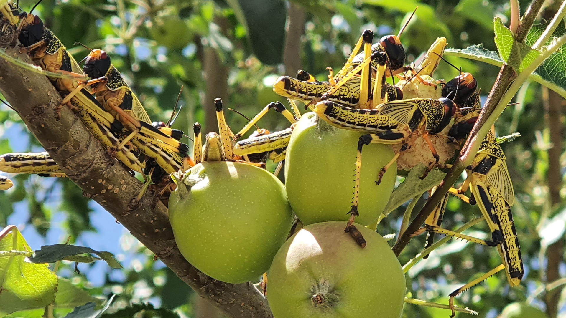 Heuschrecken sitzen auf einer Frucht | JAMAL TARAQAI/EPA-EFE/Shuttersto