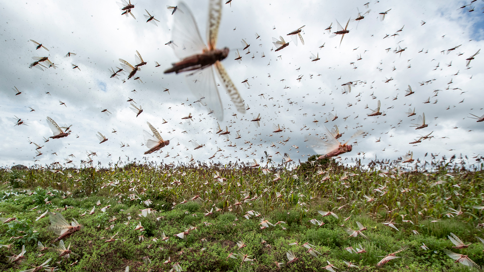 Heuschrecken fliegen über ein Feld in Kenia | dpa