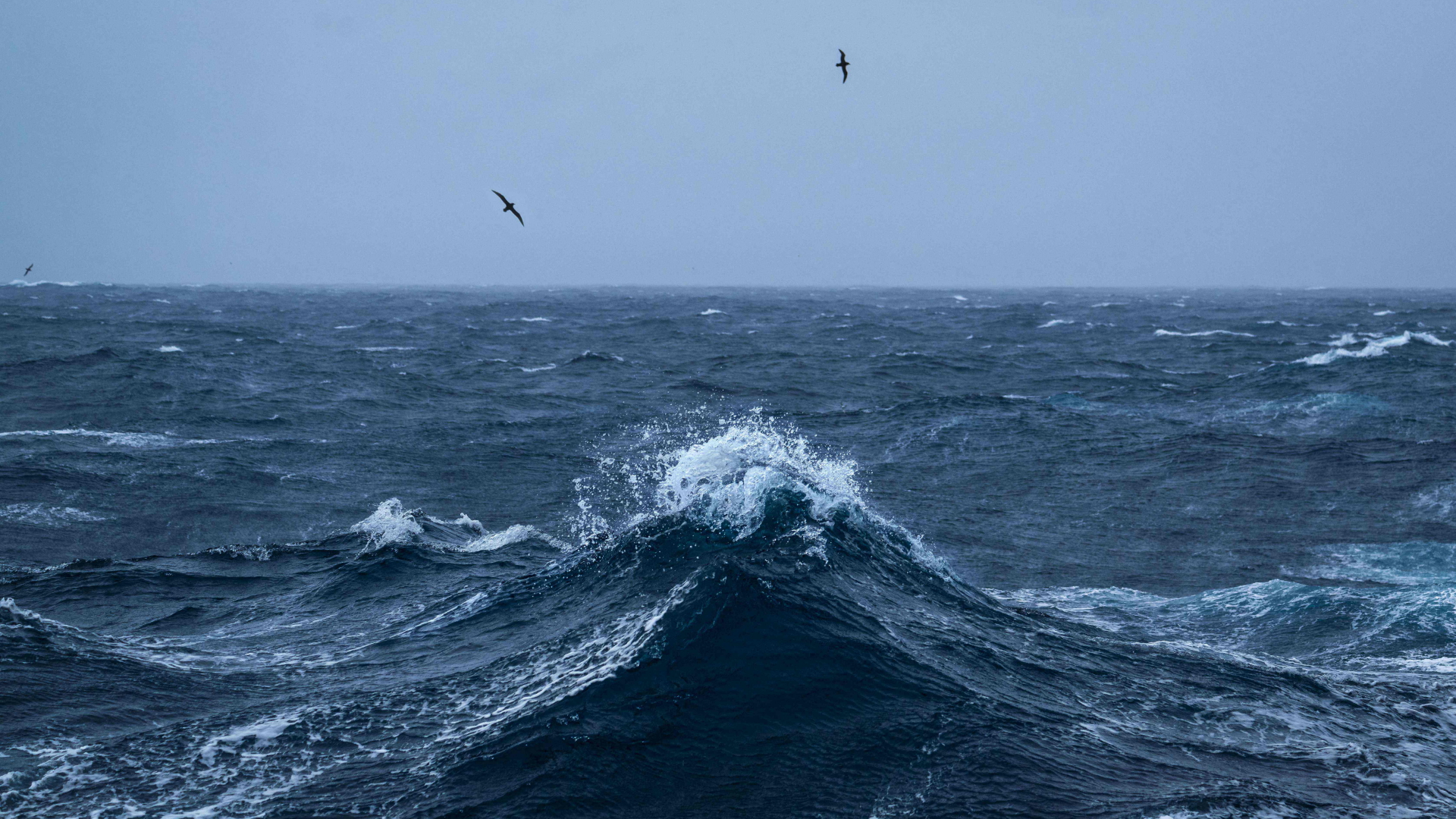 Albatrosse fliegen über die Wellen auf hoher See | AFP