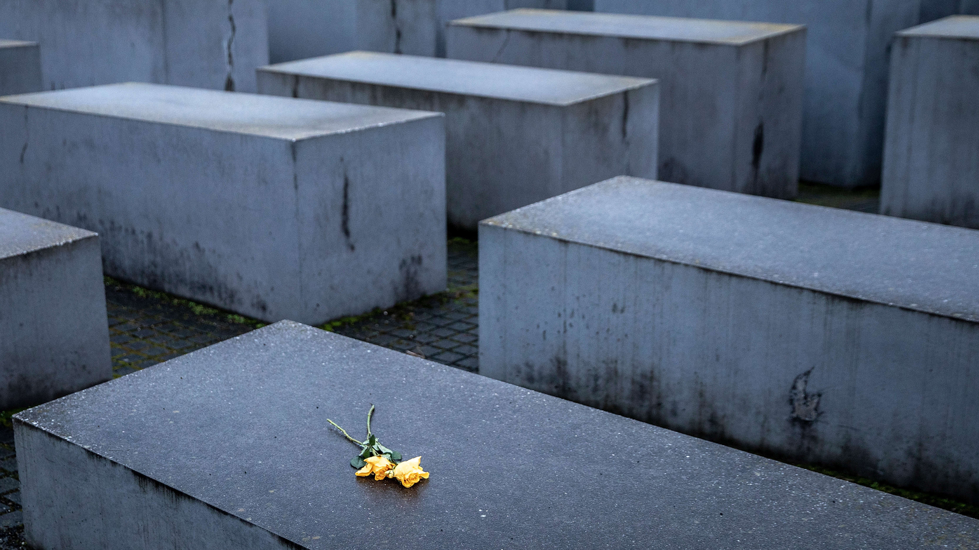 Zwei gelbe Rosen liegen auf dem Holocaust-Mahnmal in Berlin.