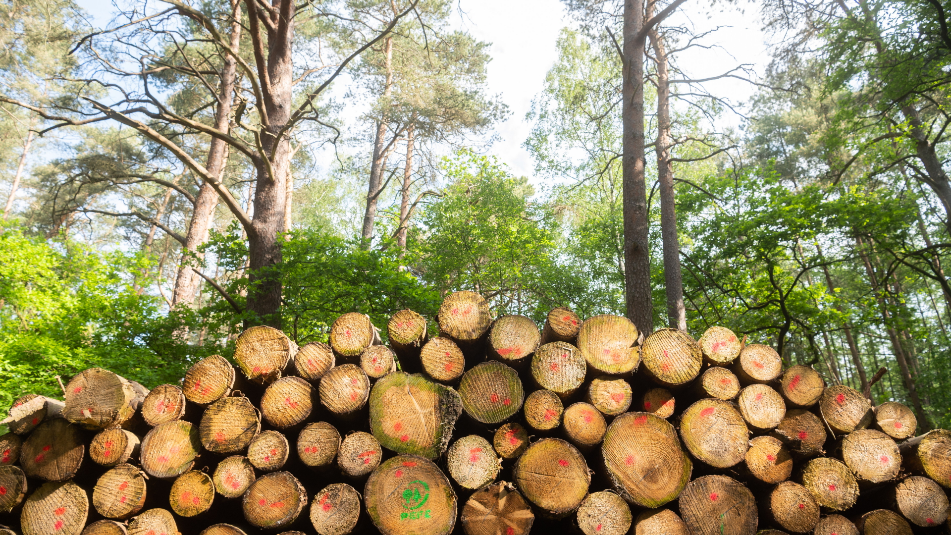 Geschlagenes Holz aufgestapelt in einem Wald | dpa