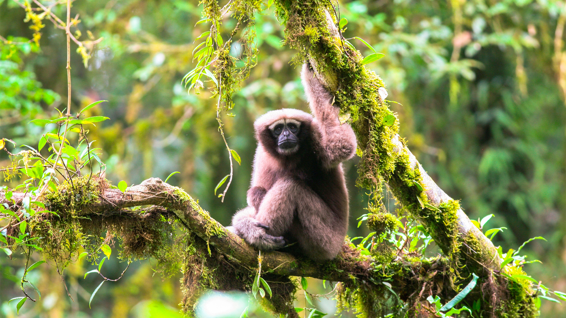 Skywalker Hoolock Gibbon | FanPengfei/WWF
