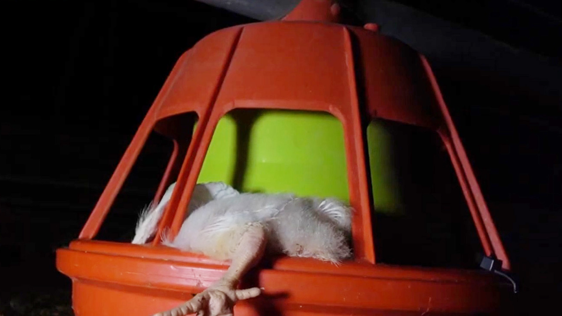 Ein junges Huhn liegt in einem Futterbehälter. | Equalia/SOKO-Tierschutz