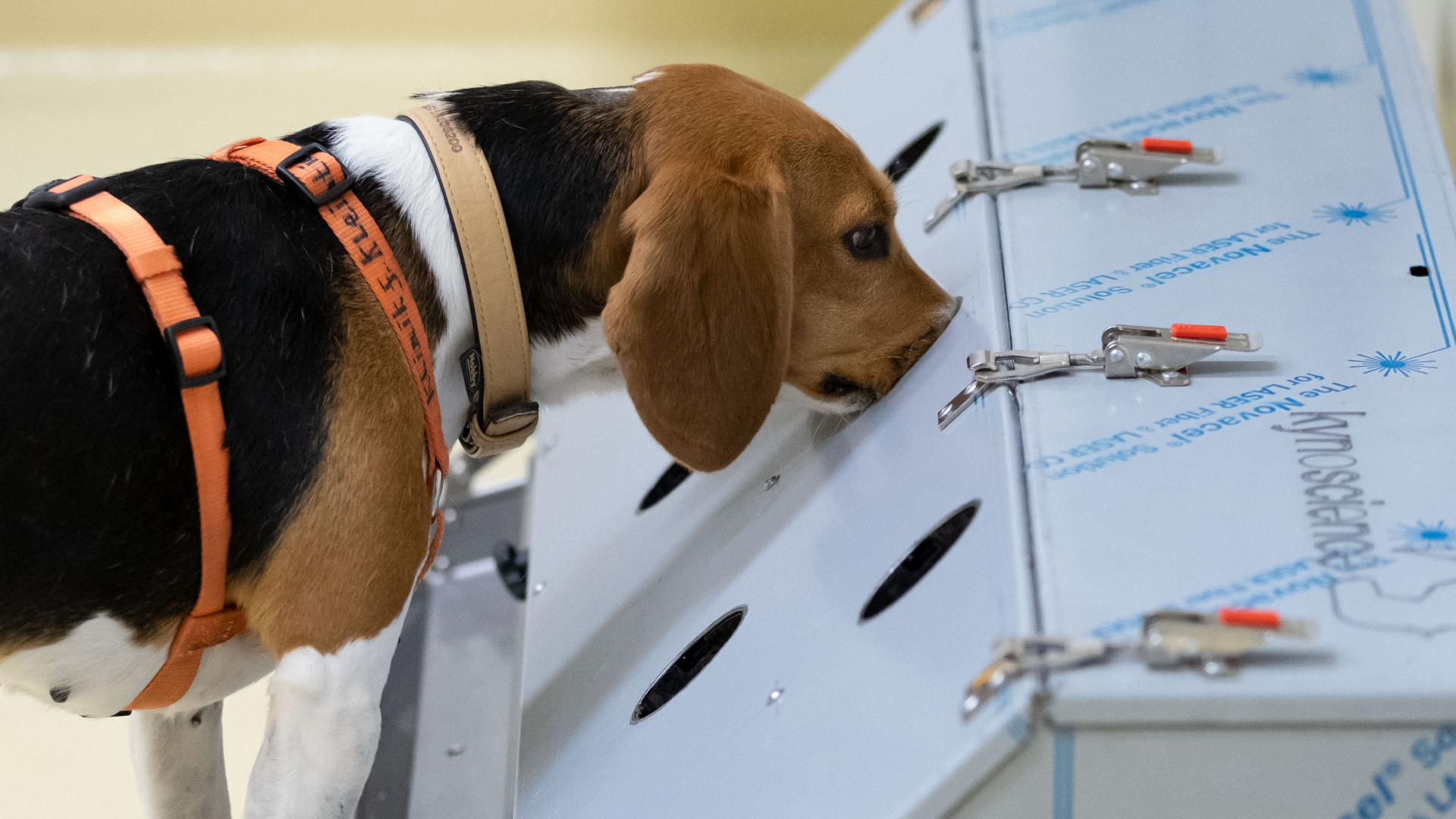 Die Beagle Hündin Djaka findet mit ihrem Geruchssinn coronapositive Proben in der Tierärztlichen Hochschule Hannover. | dpa