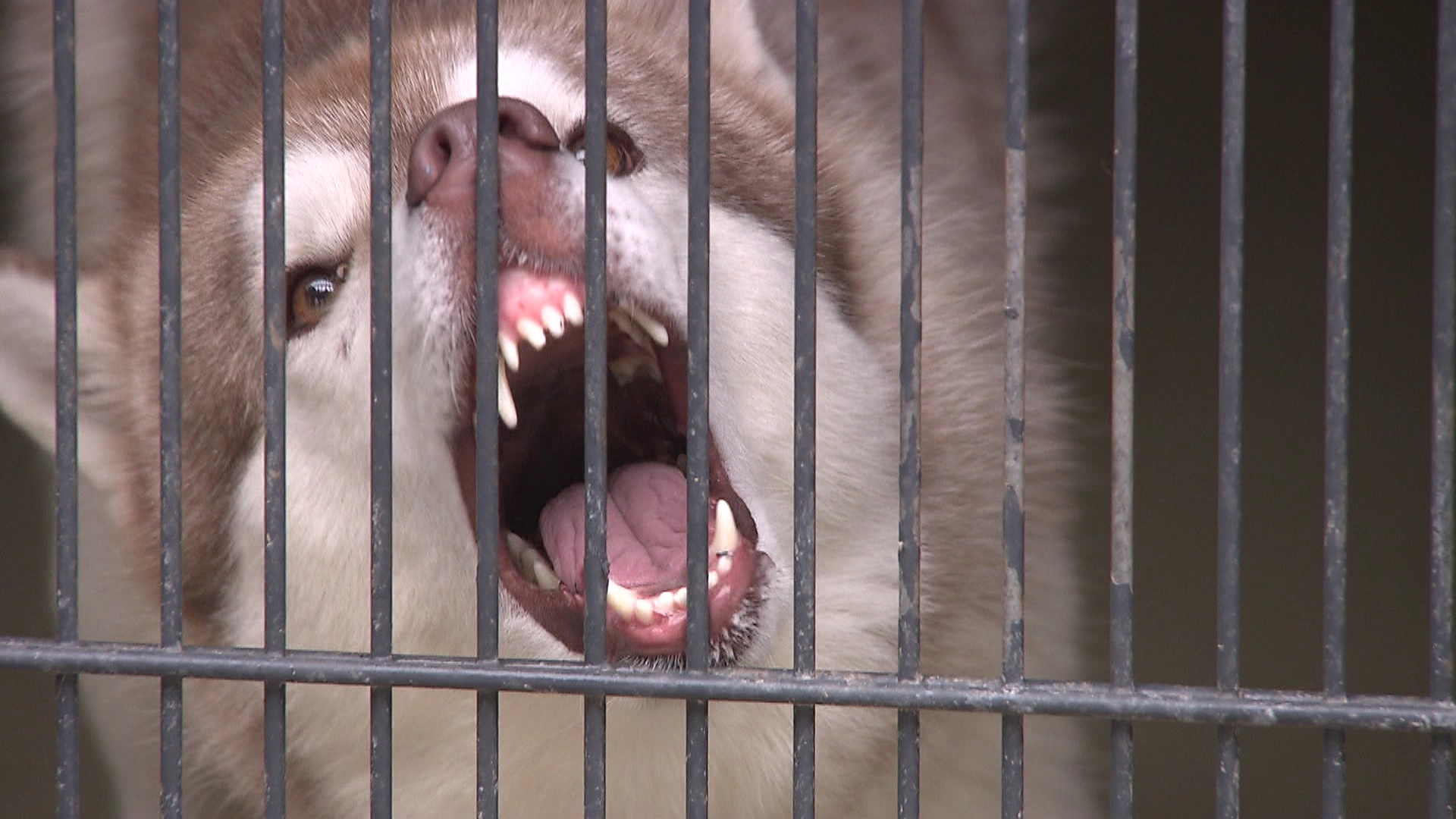 In einem Tierheim fletscht ein Hund hinter Gitterstäben die Zähne. | Thelen/SR