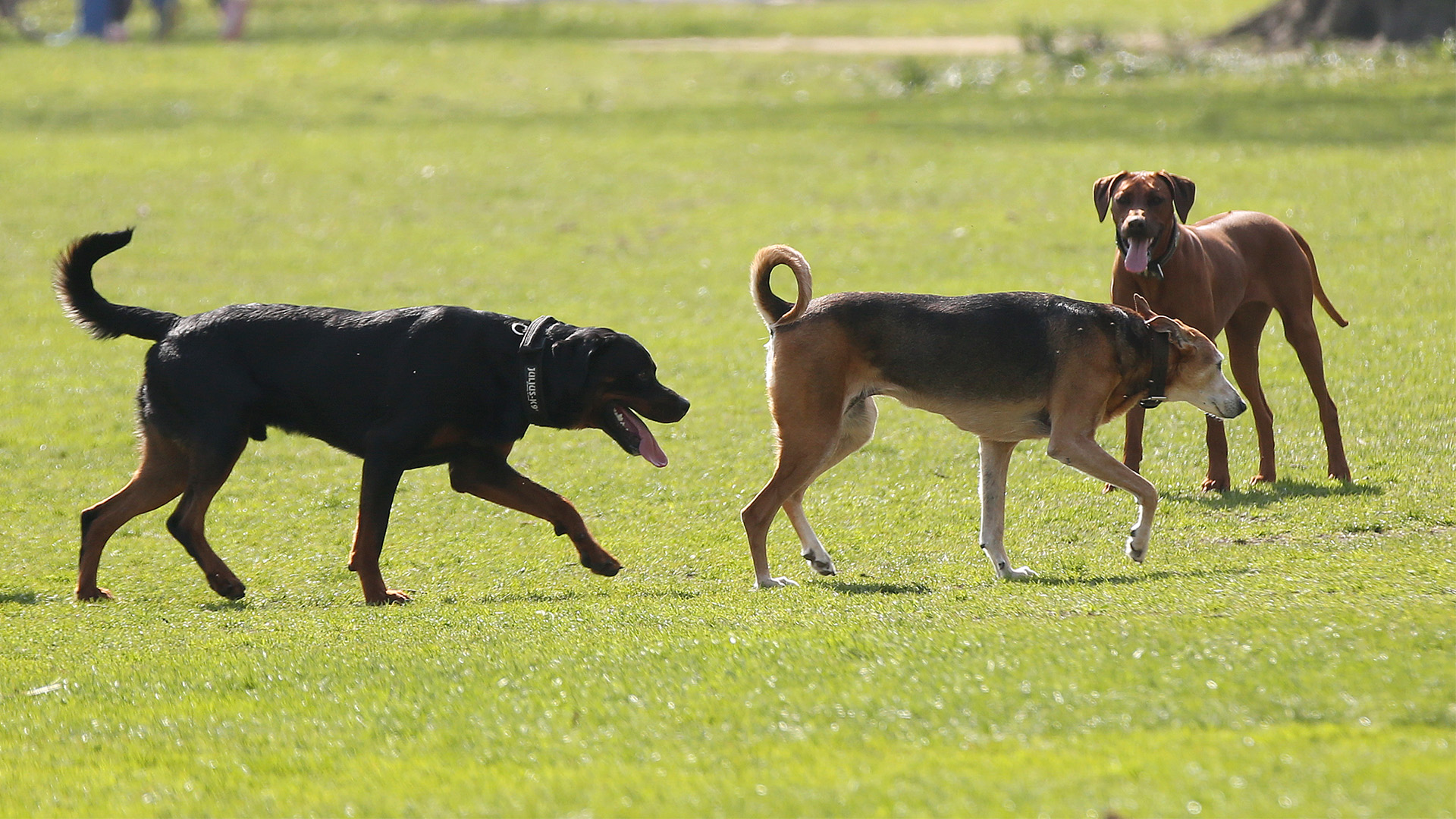 Hunde im Park | picture alliance / dpa Themendie
