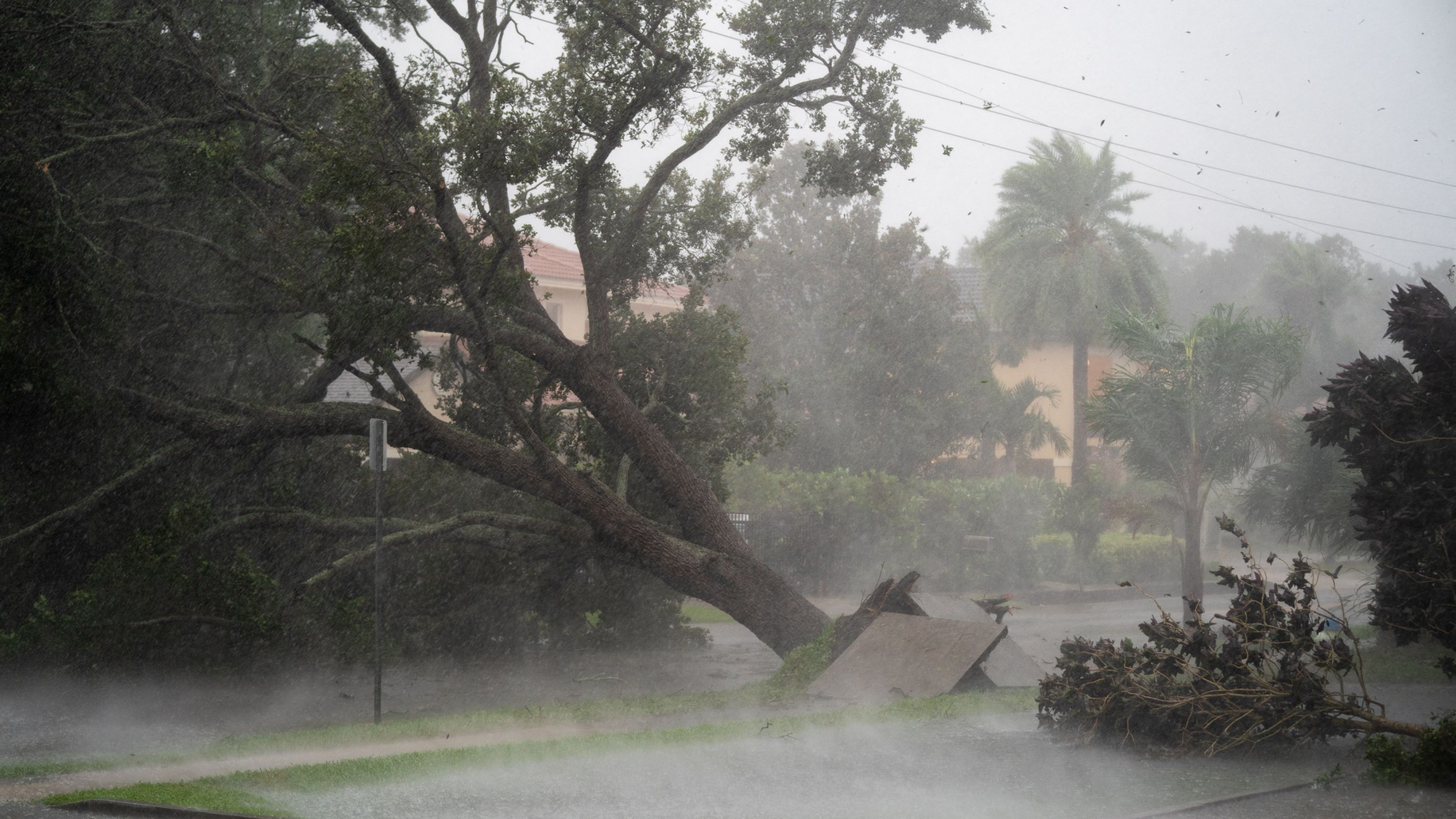 Ein umgestürzter Baum in Sarasota, Florida
