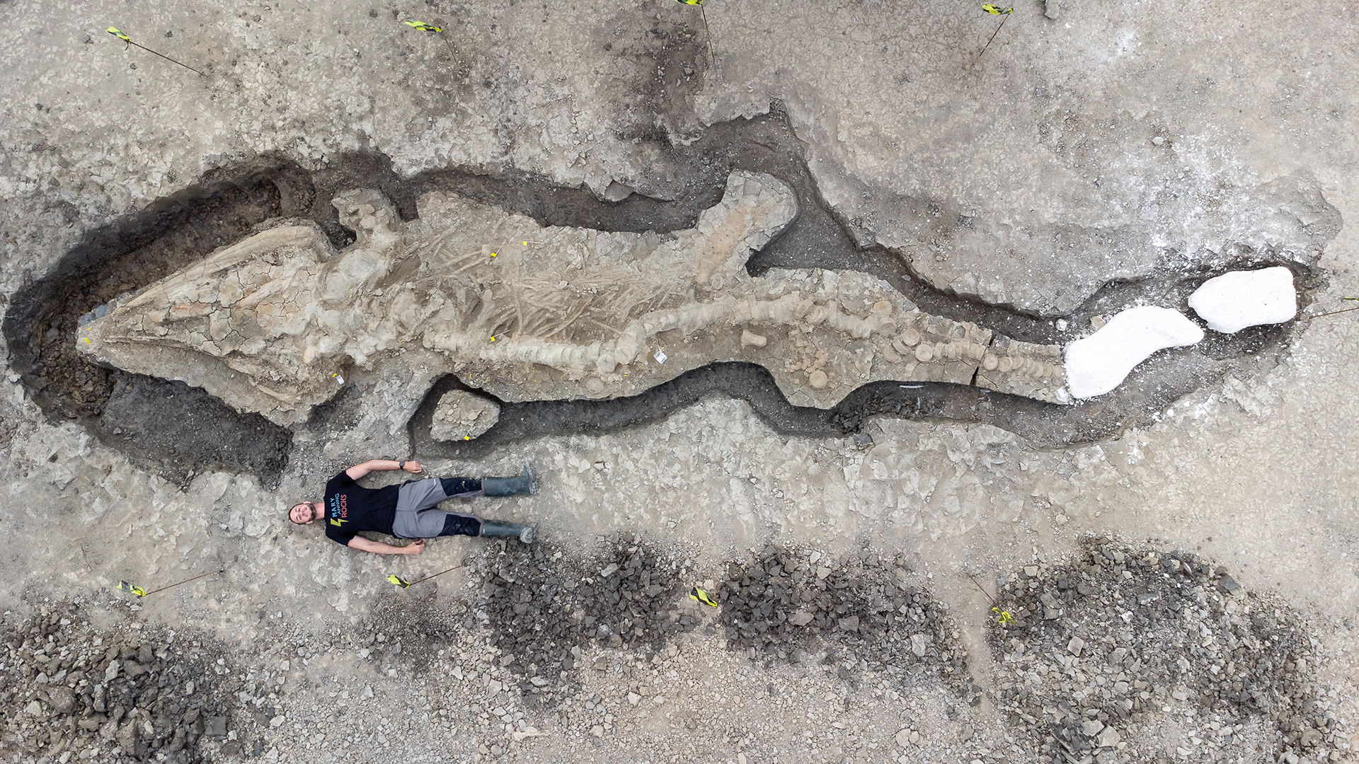 Ein Paläontologe liegt neben einem Ichthyosaurier-Skelett. | Anglian Water/PA Media/dpa