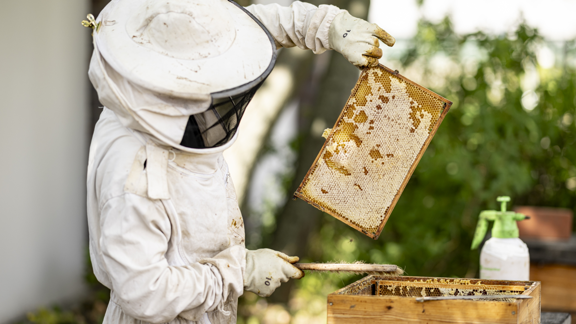  Ein Imker hebt ein Rähmchen mit Bienenwaben aus einem Bienenstock.