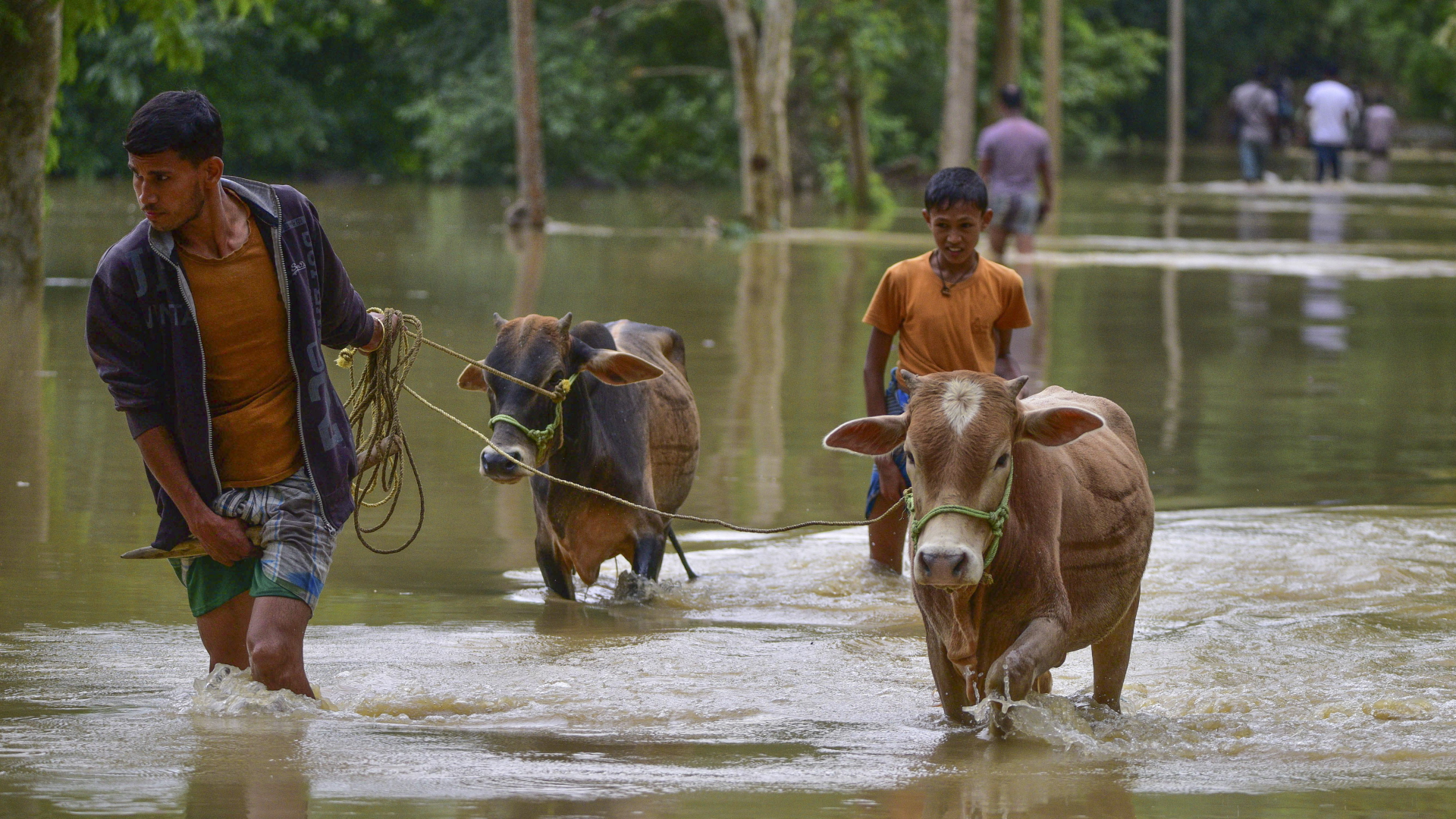 Dorfbewohner waten mit ihren Kühen durch ein überschwemmtes Gebiet in einem Dorf im nordöstlichen indischen Bundesstaat Assam.  | dpa