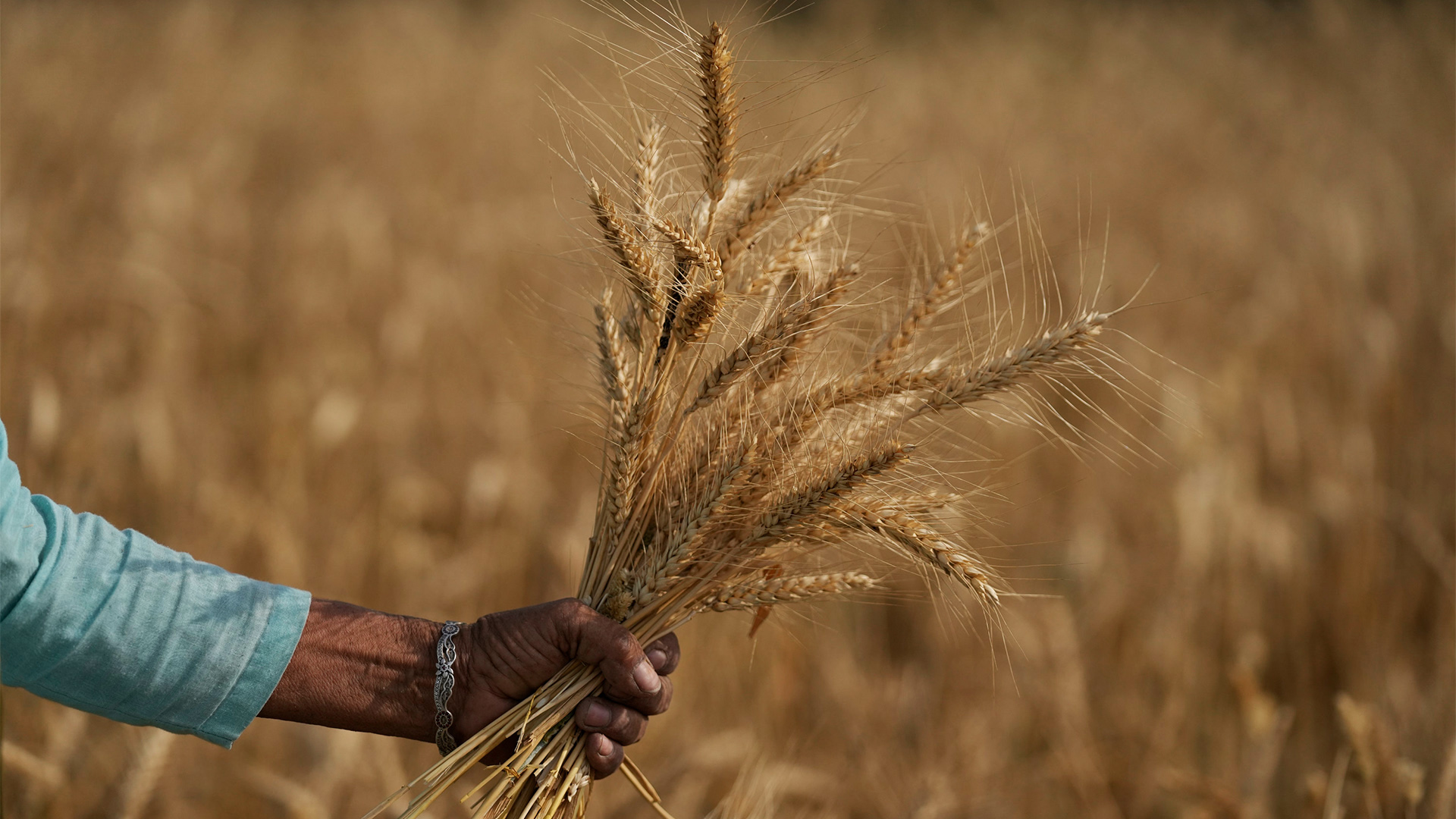 Ein indischer Bauer hält ein Büschel Weizen in der Hand.
