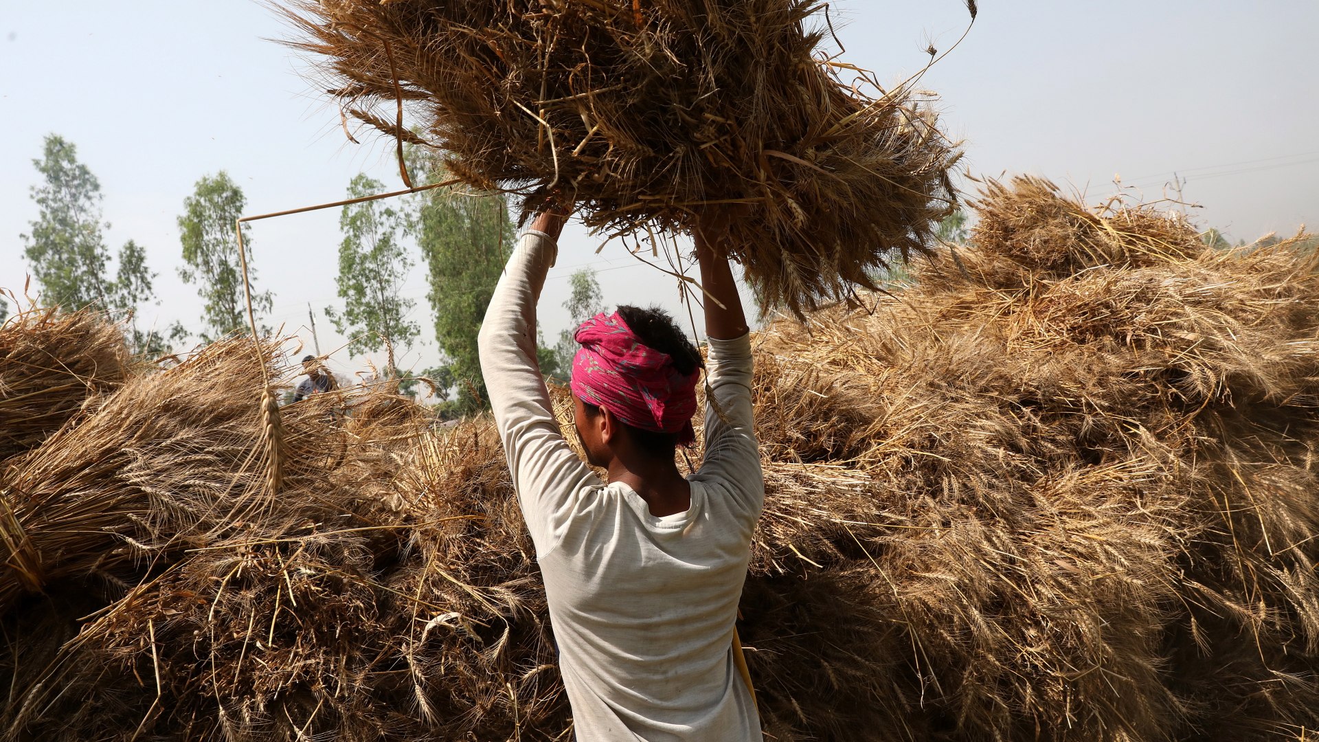 Weizenernte in Indien | EPA