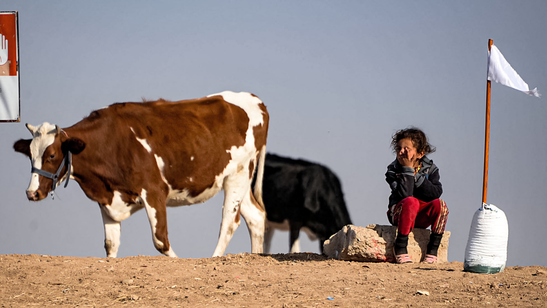 Ein Kind sitzt auf trockenem Boden neben einer Kuh bei Hassan-Jalad im Nordirak. | AFP