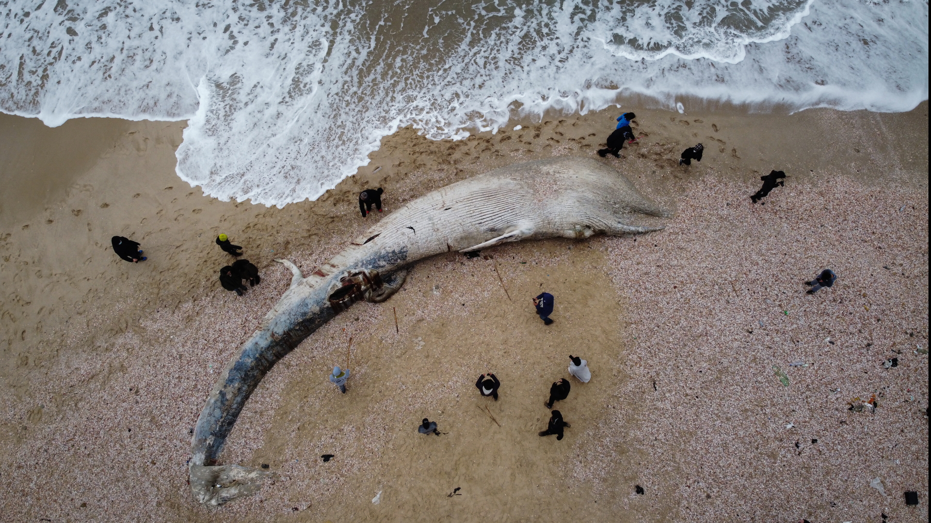 Eine Luftaufnahme zeigt einen toten Finnwal an einem Strand südlich von Tel Aviv in Israel. | dpa