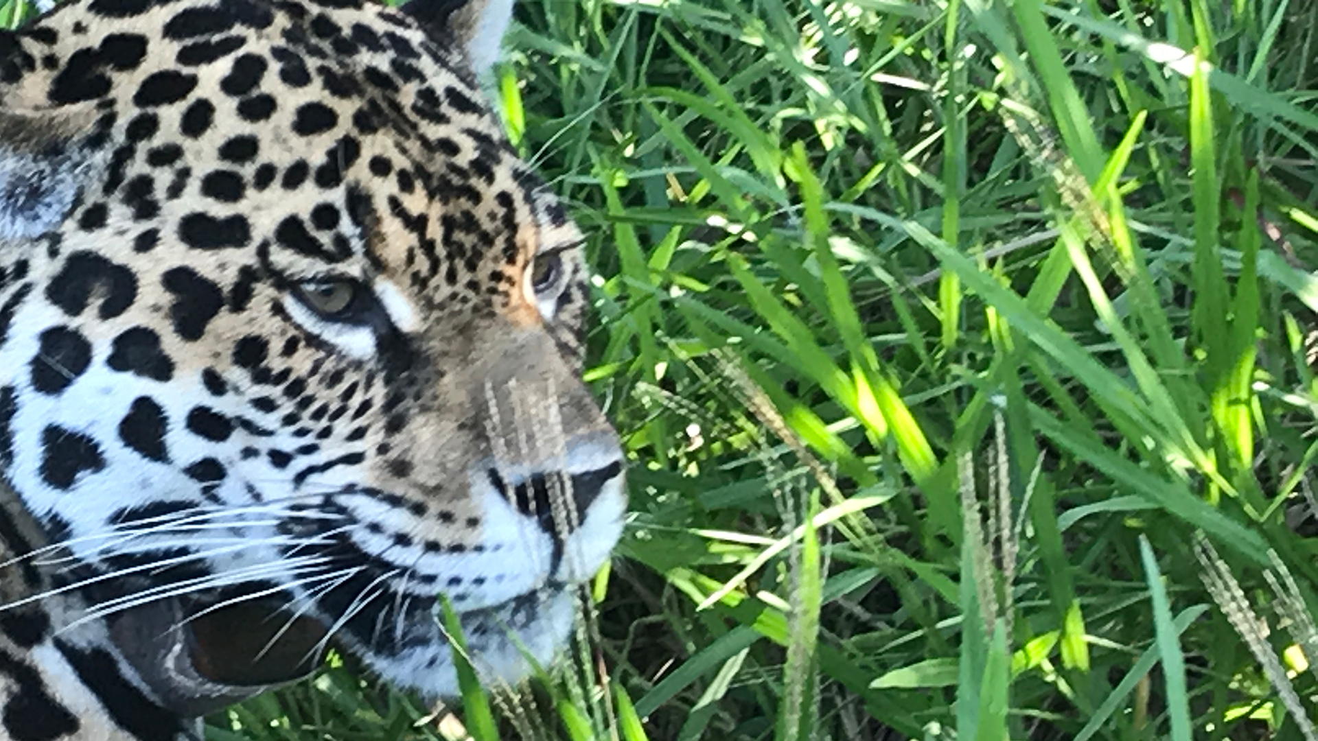 Ausgewilderter Jaguar in Nordargentinien