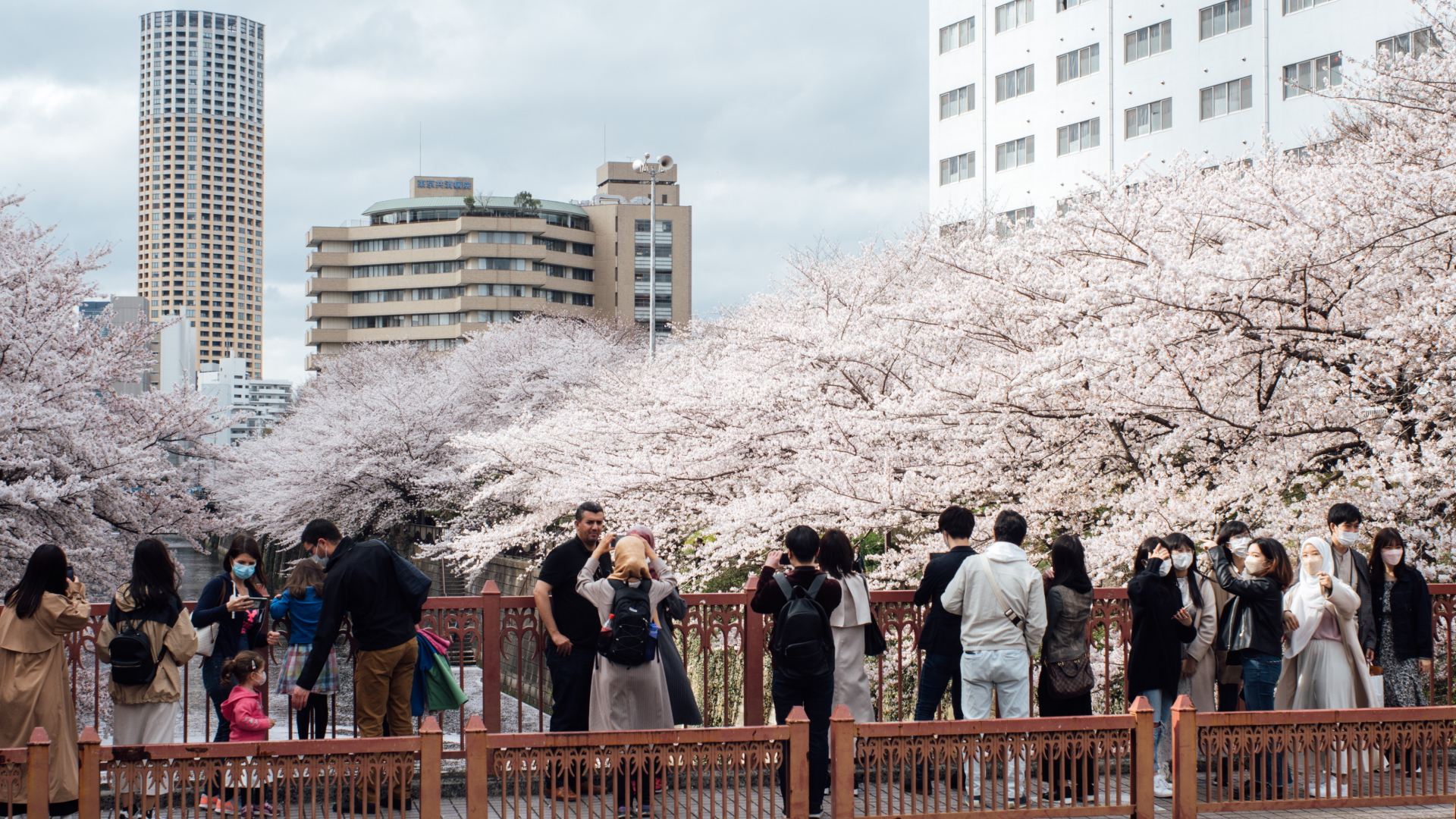 Menschen in Tokio, Japan,  machen Fotos unter Bäumen während des Kirschblütenfestes | dpa