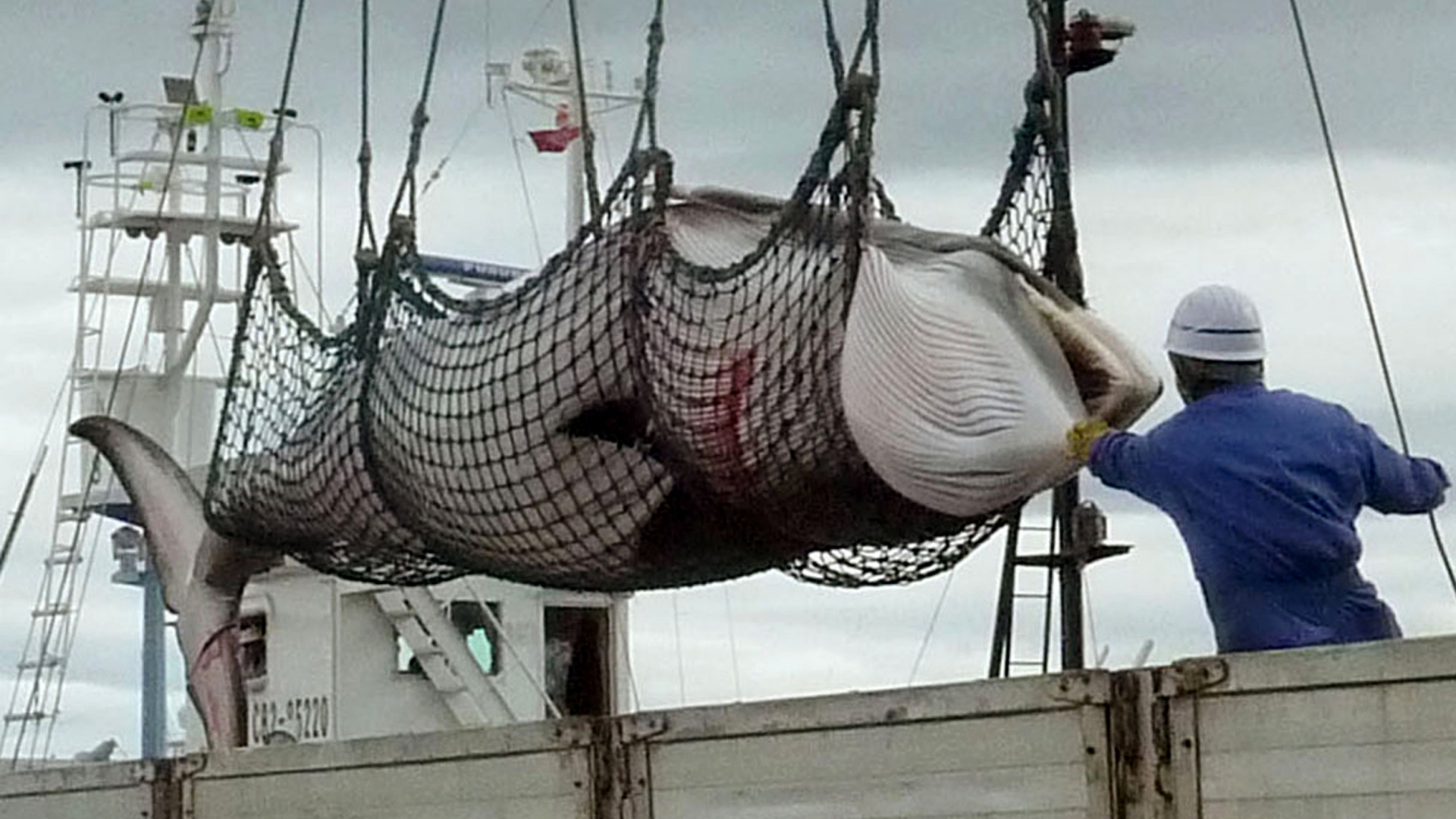 Japan will wieder auf Walfang gehen