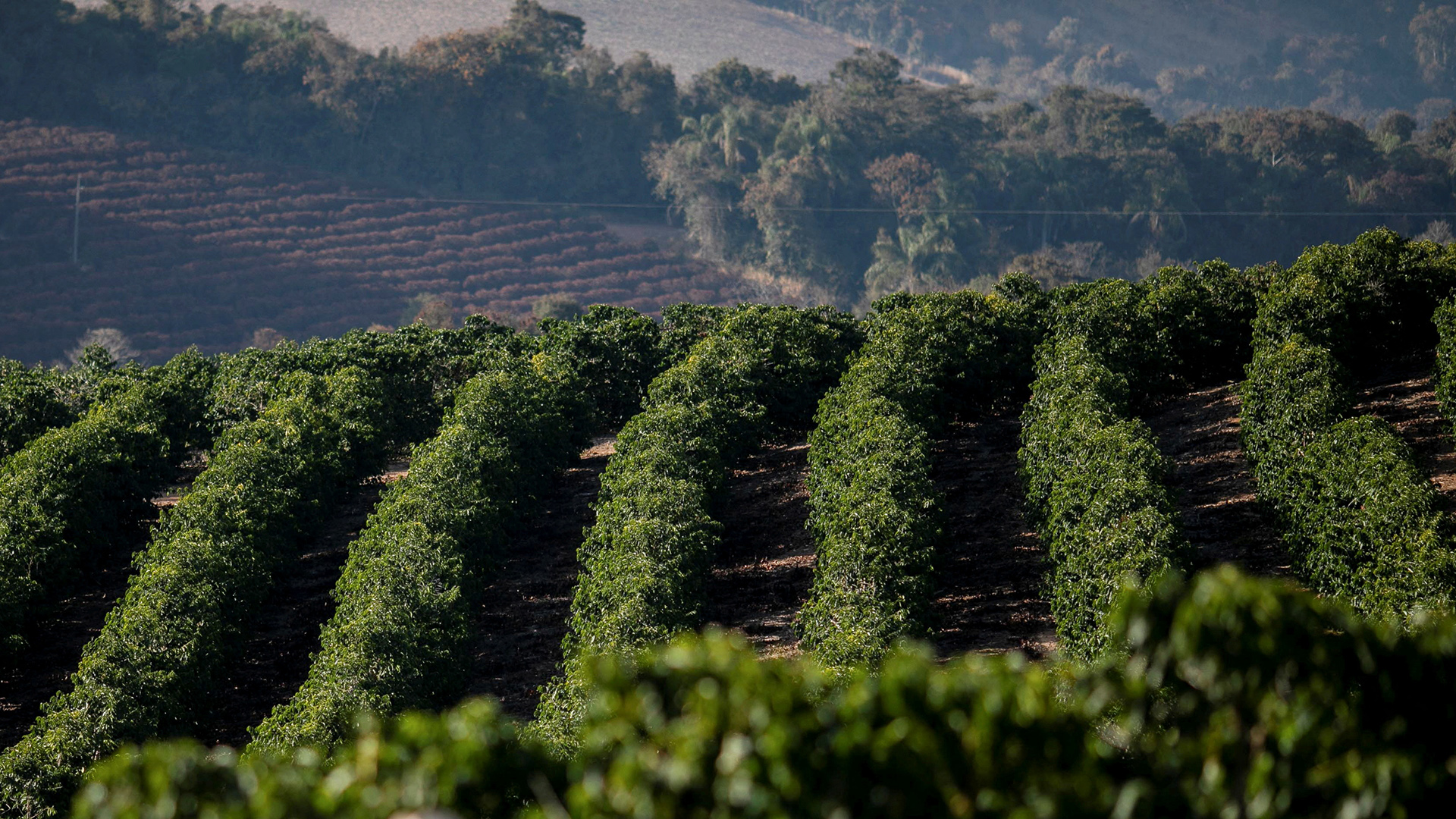 Eine Kaffeeplantage im Bundestaat Minas Gerais, Brasilien. | REUTERS