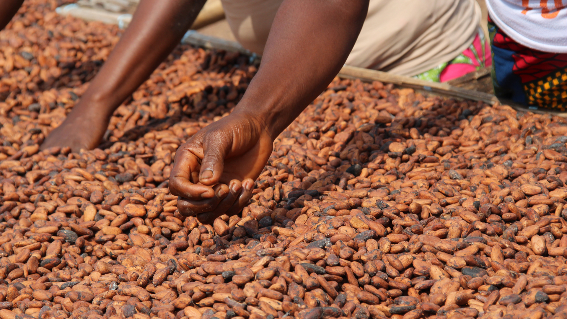 Hände trocknen Kakaobohnen in der Sonne