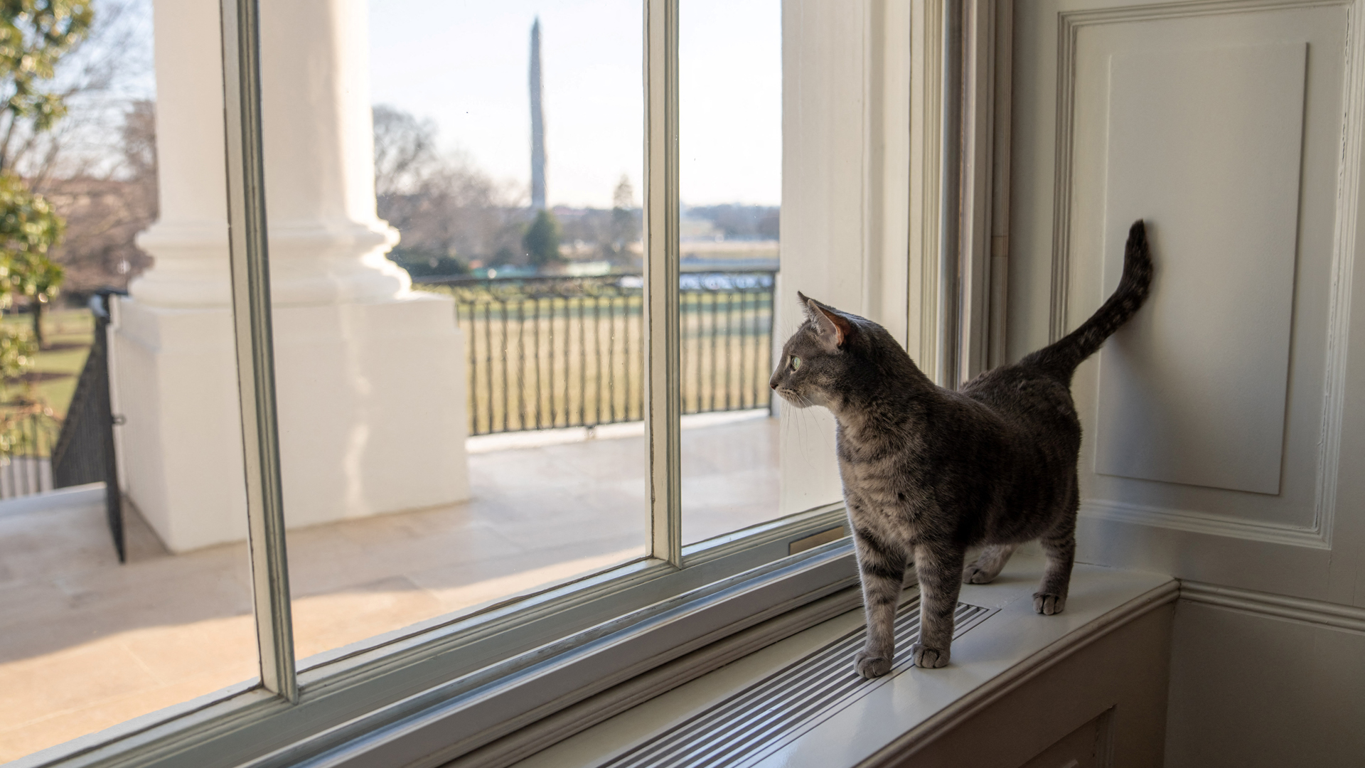 Willow, die neue Hauskatze von US-Präsident Joe Biden und First Lady Jill Biden, guckt im Weißen Haus aus dem Fenster. | via Reuters