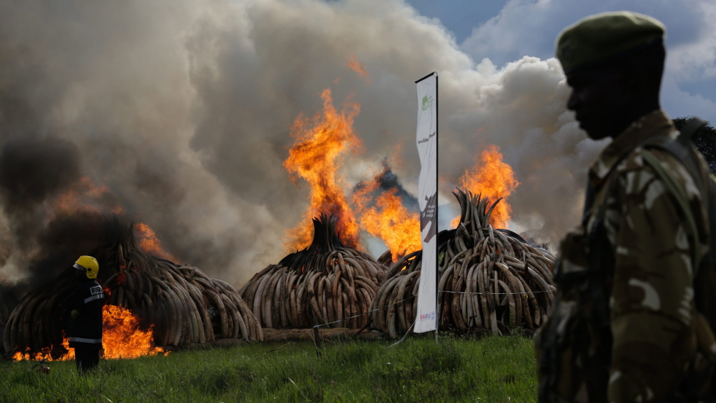 Aktion gegen Wilderer: Verbrennung von Elfenbein in Kenia | null