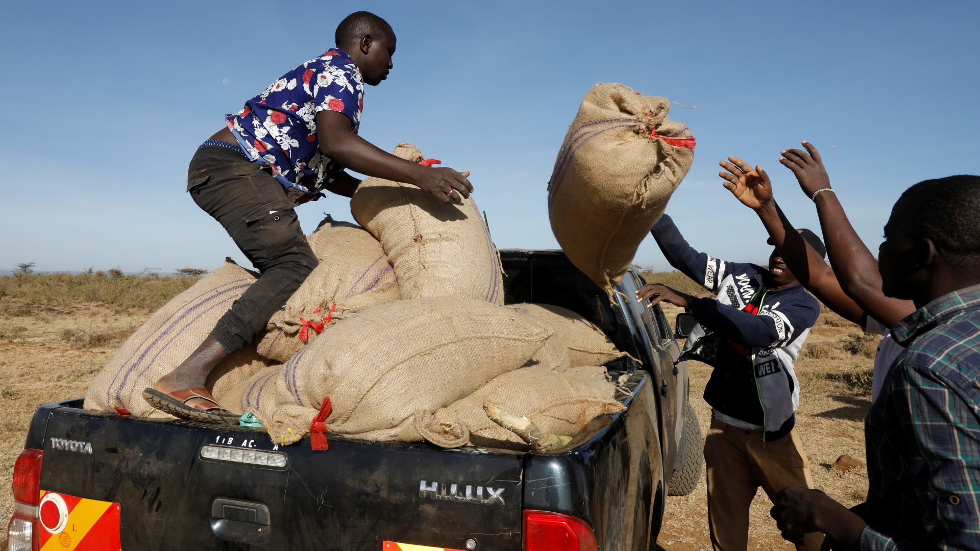 Säckeweise können die Bauern die gefangenen Heuschrecken auf den Pickup aufladen. | REUTERS