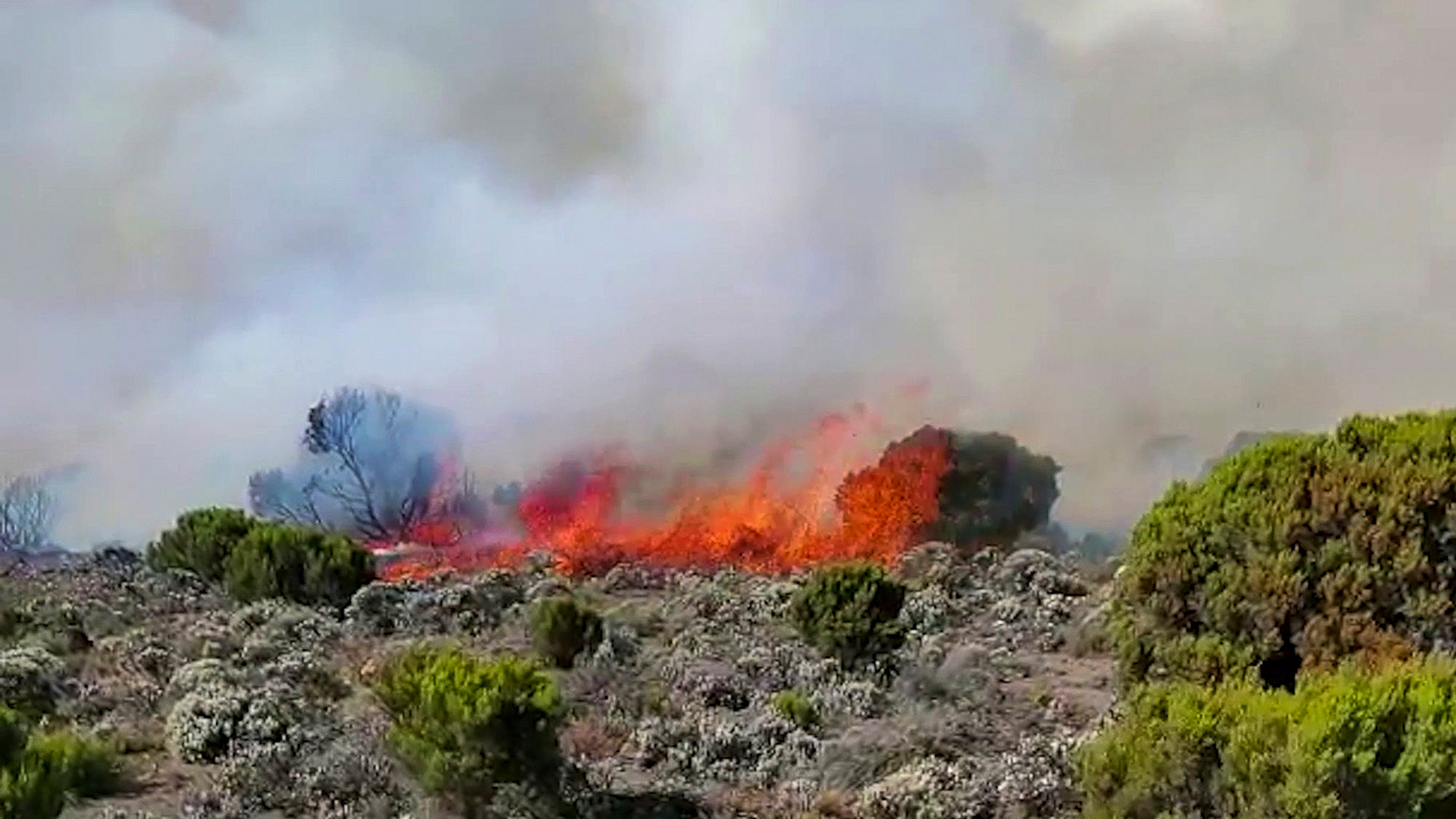 Buschbrand: Feuer am Kilimandscharo fast gelöscht