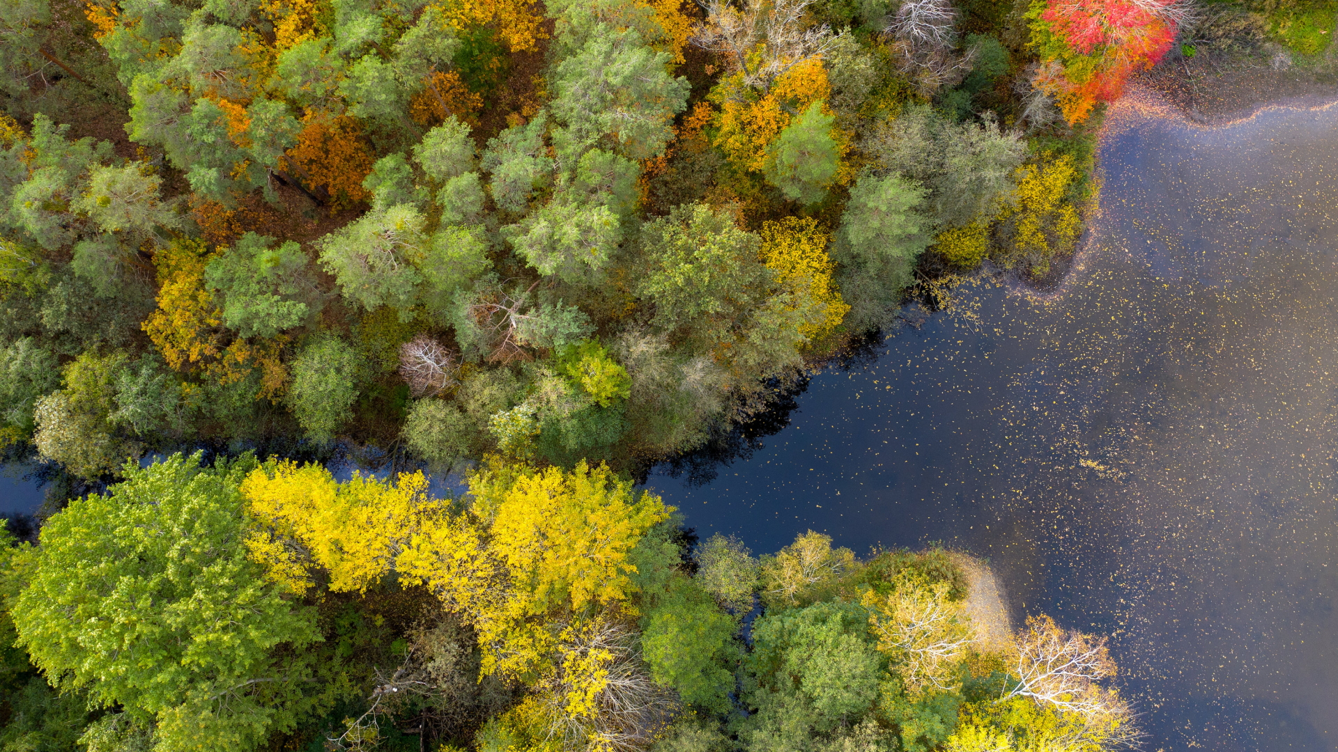 Eine Luftaufnahme zeigt ein herbstliches  Waldgebiet in Brandenburg. | dpa