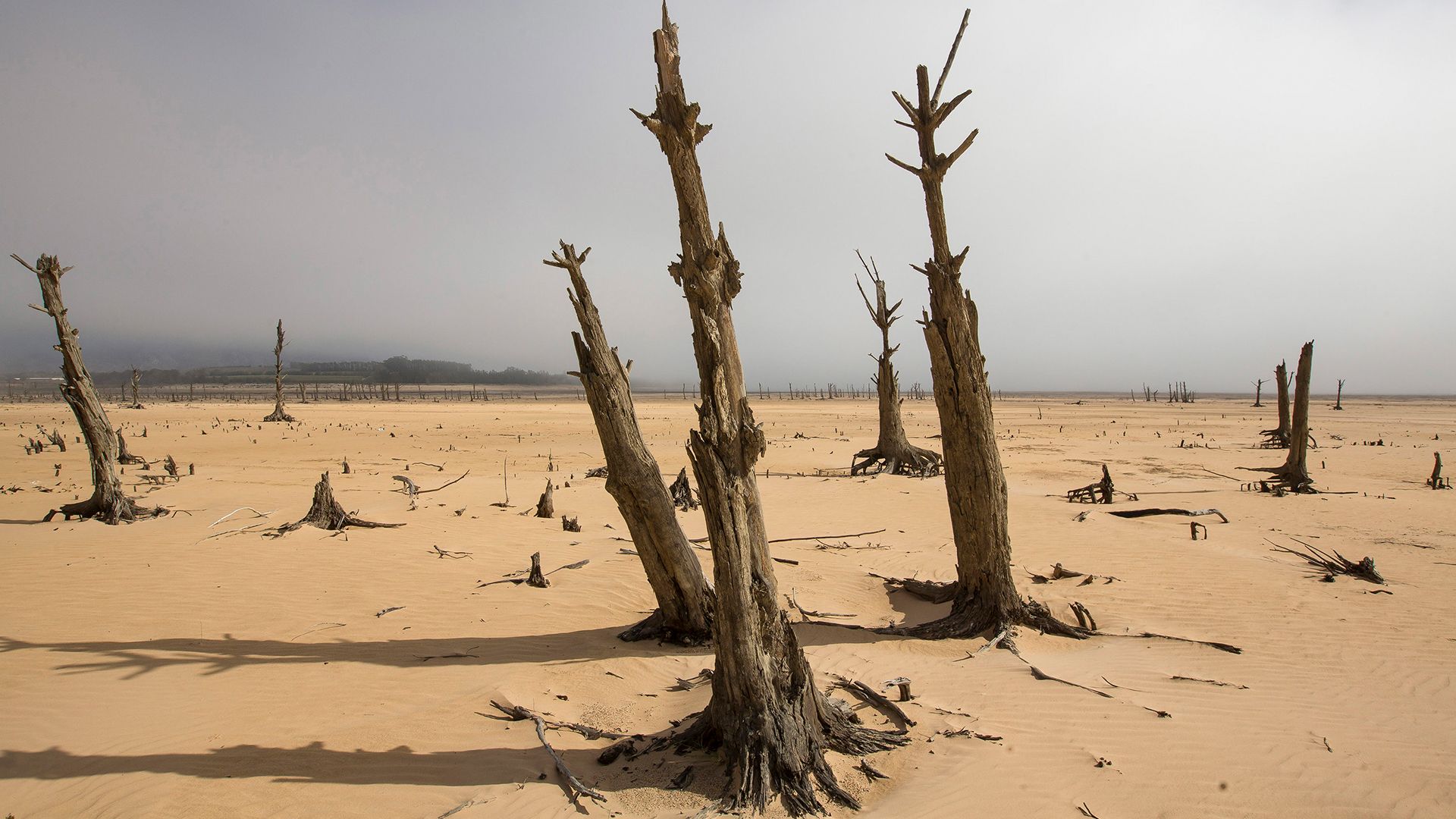 Abgestorbene Bäume an dem in weiten Teilen trockenen Speichersee Theewaterskloof in Südafrika