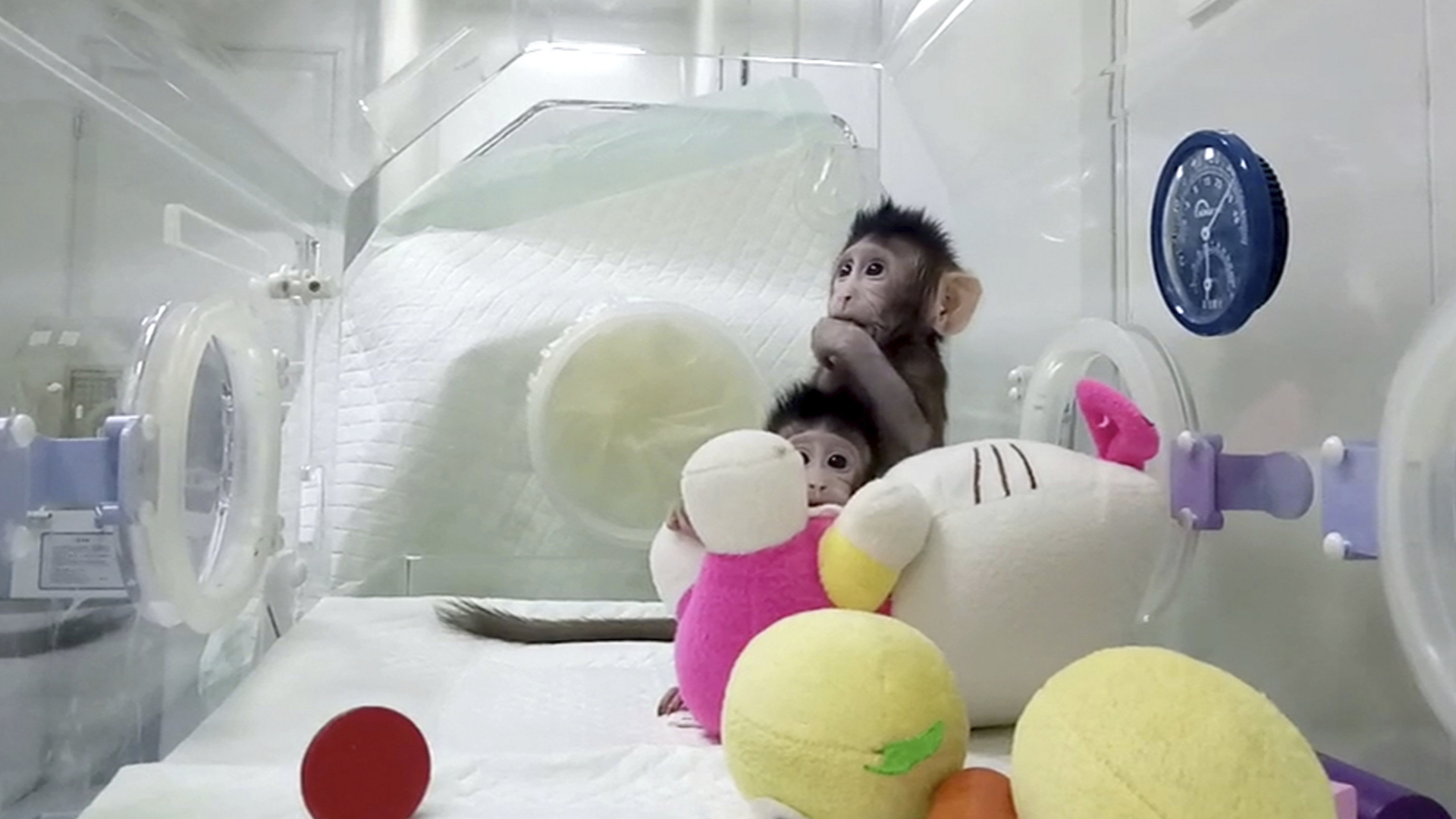 22 Jahre nach Schaf Dolly: Chinesen klonen Affen