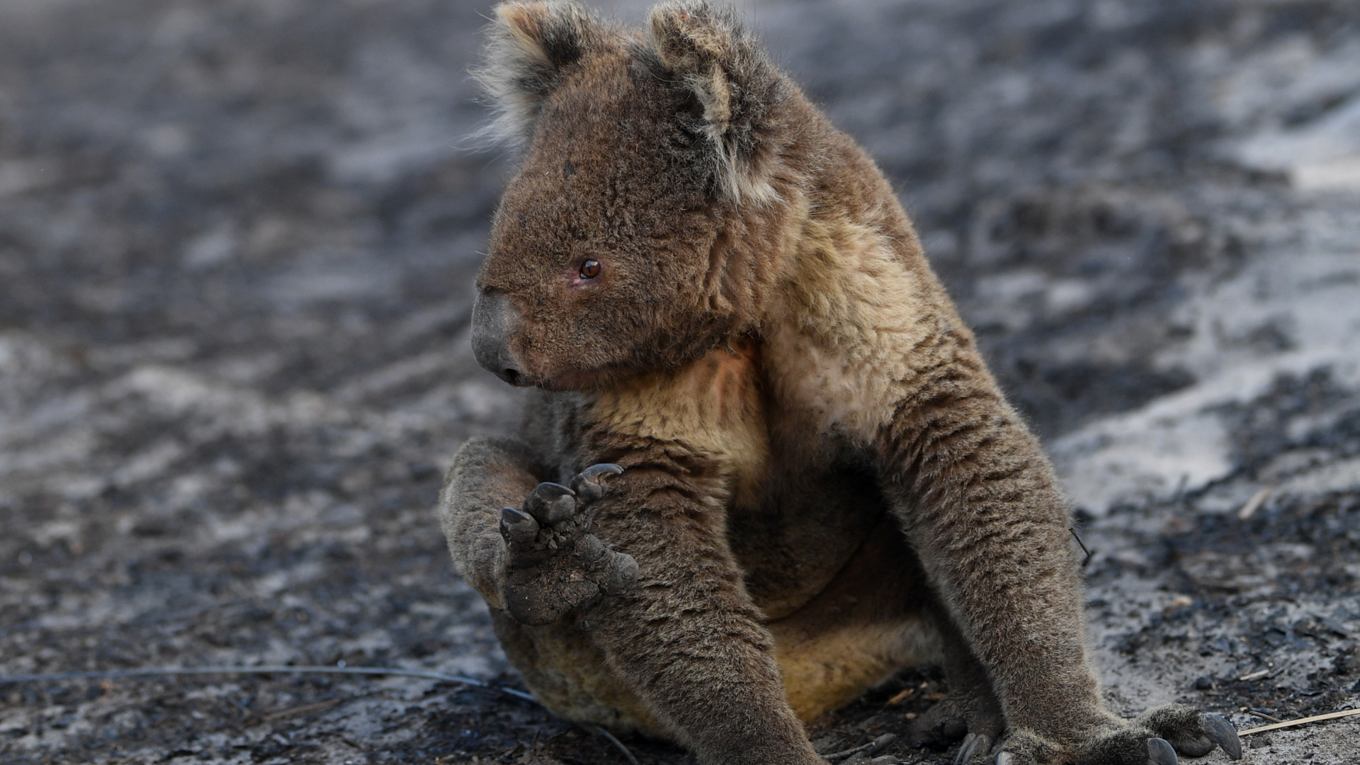 Koala auf verbrannter Erde in Australien | dpa