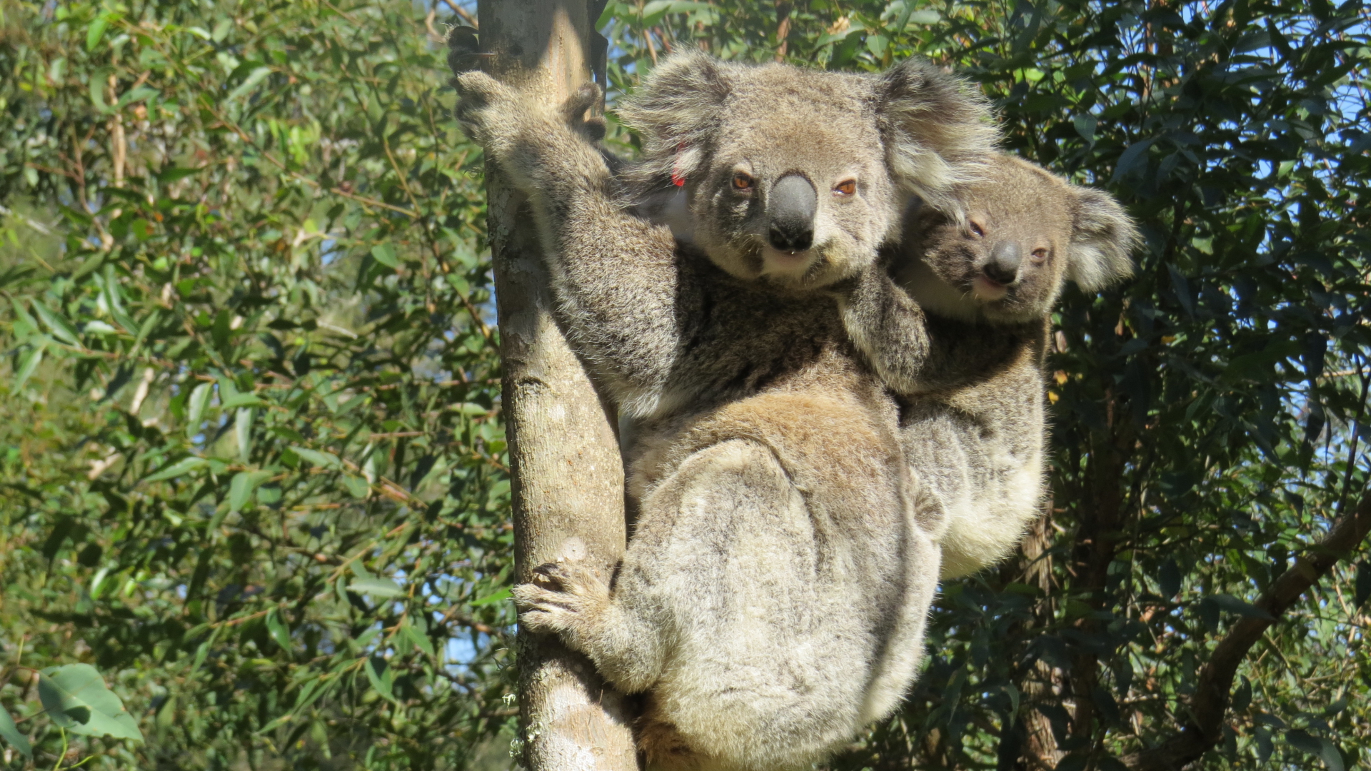 Ein Koala klammert sich mit seinem Jungen auf dem Rücken an einem Baum fest. | dpa