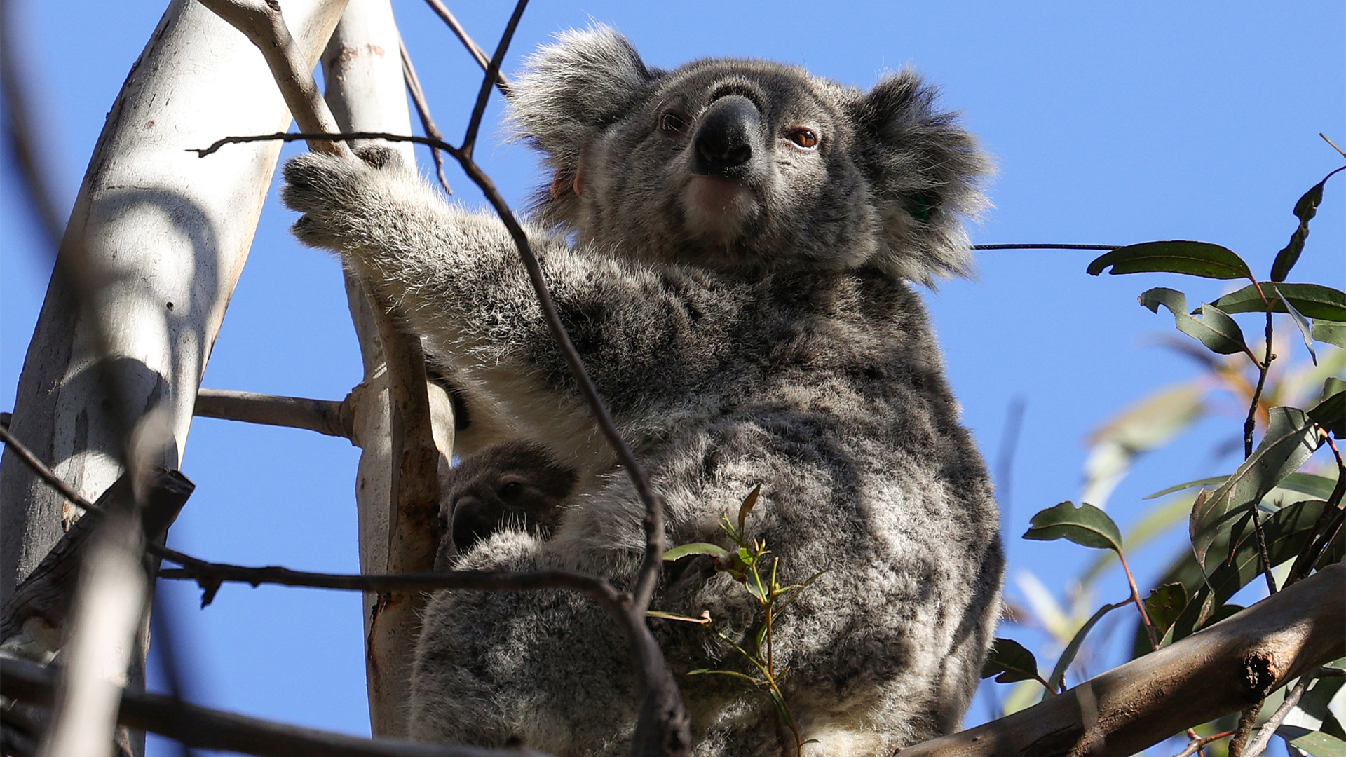 Ein Koala sitzt auf einem Baum. | REUTERS