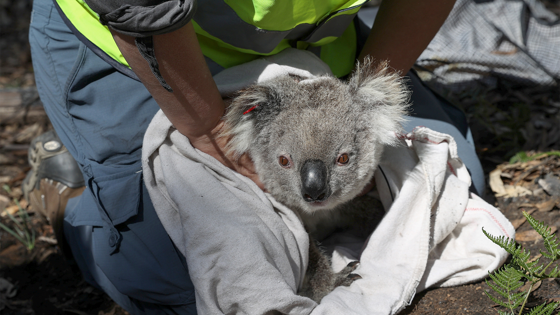 Ein Koala wird von einer Tierärztin versorgt. | REUTERS