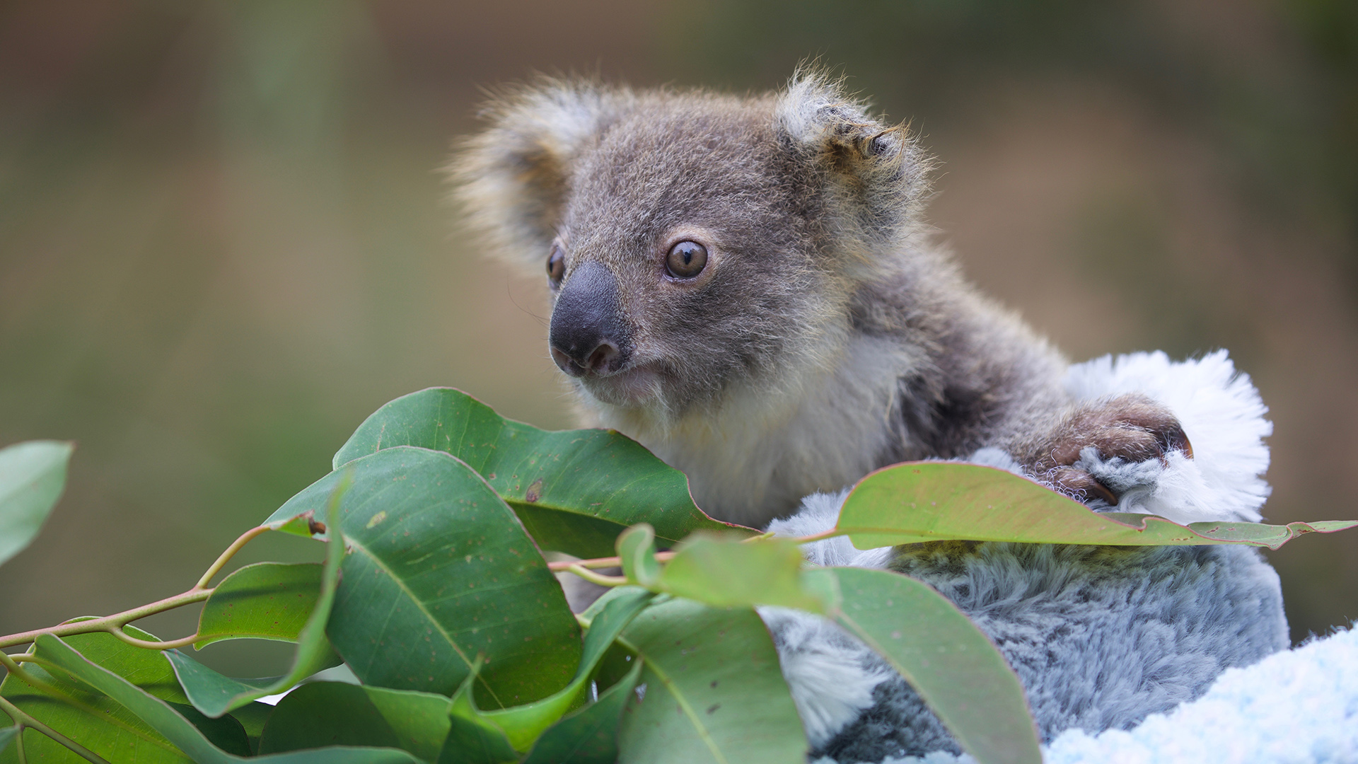 Ein Koala, der im Mongo Valley Wildlife Sanctuary (Upper Mongogarie, Australien) wieder ausgewildert werden soll. | -/AUSSIE ARK/dpa